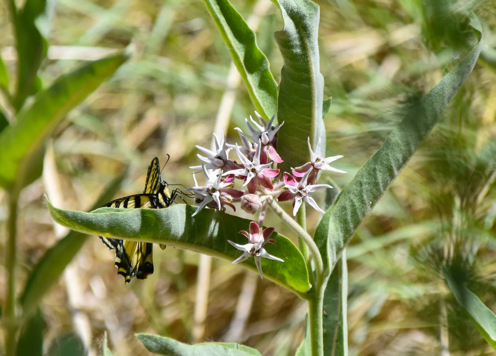 Showy Milkweed (Asclepias Speciosa) — The leaves are broad and oblong