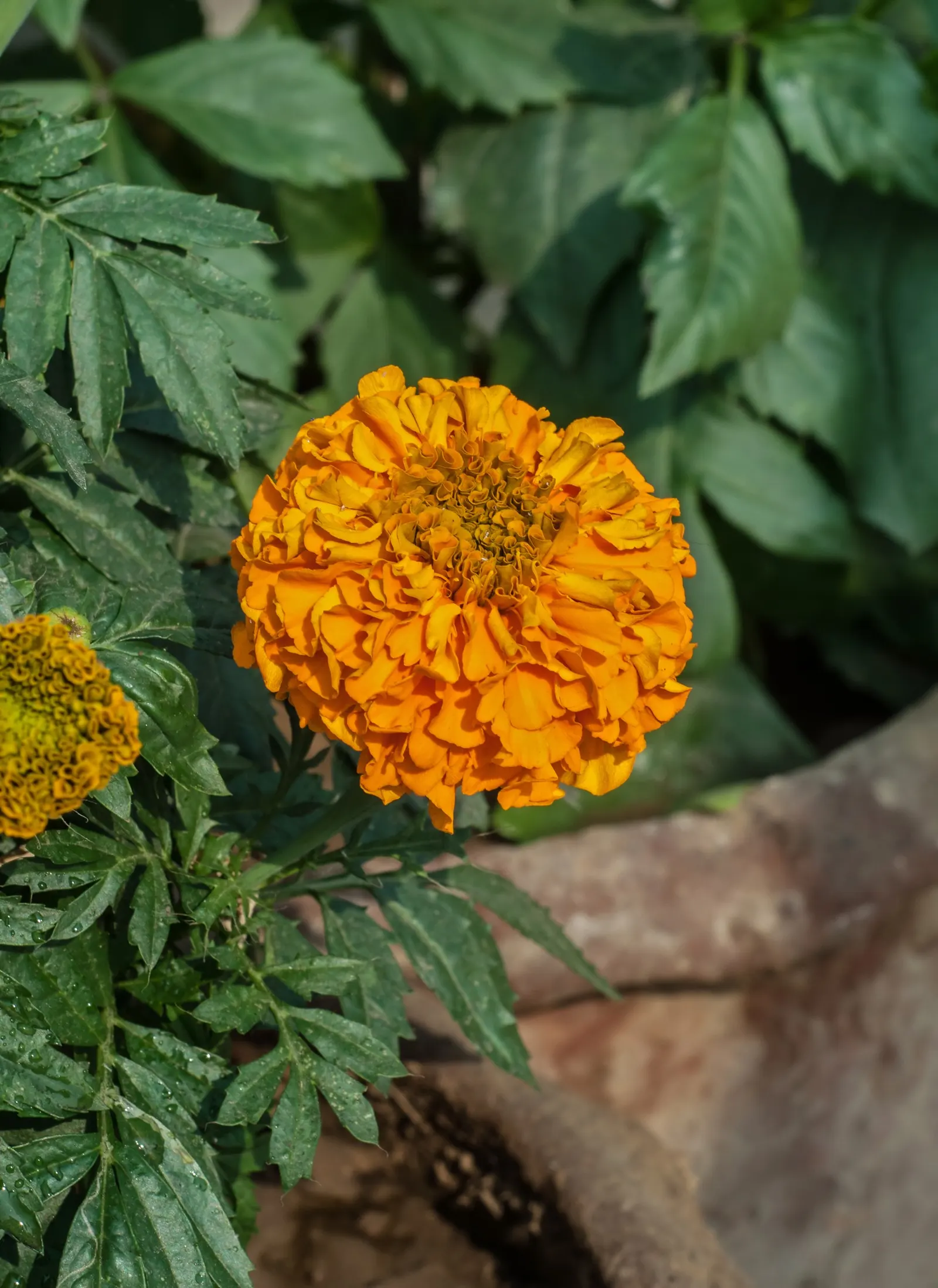 American Marigold (Tagetes Erecta) — in mass plantings for visual impact; boasts vibrant yellow to orange blooms