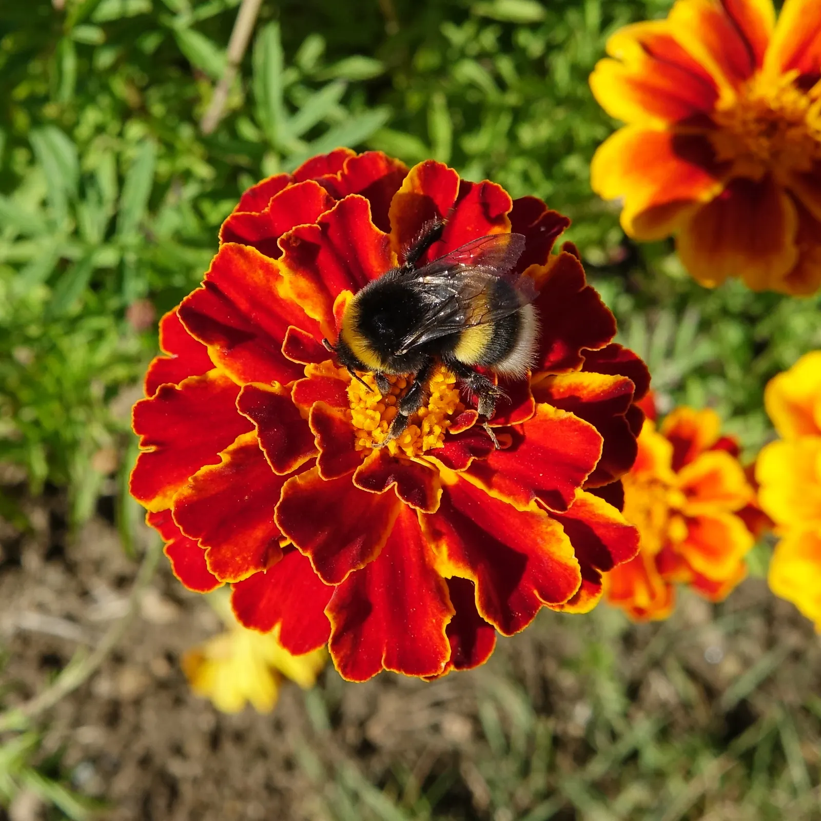 American Marigold (Tagetes Erecta) — while also repelling garden pests with its distinctive scent; yellow flowers in the garden, image 71