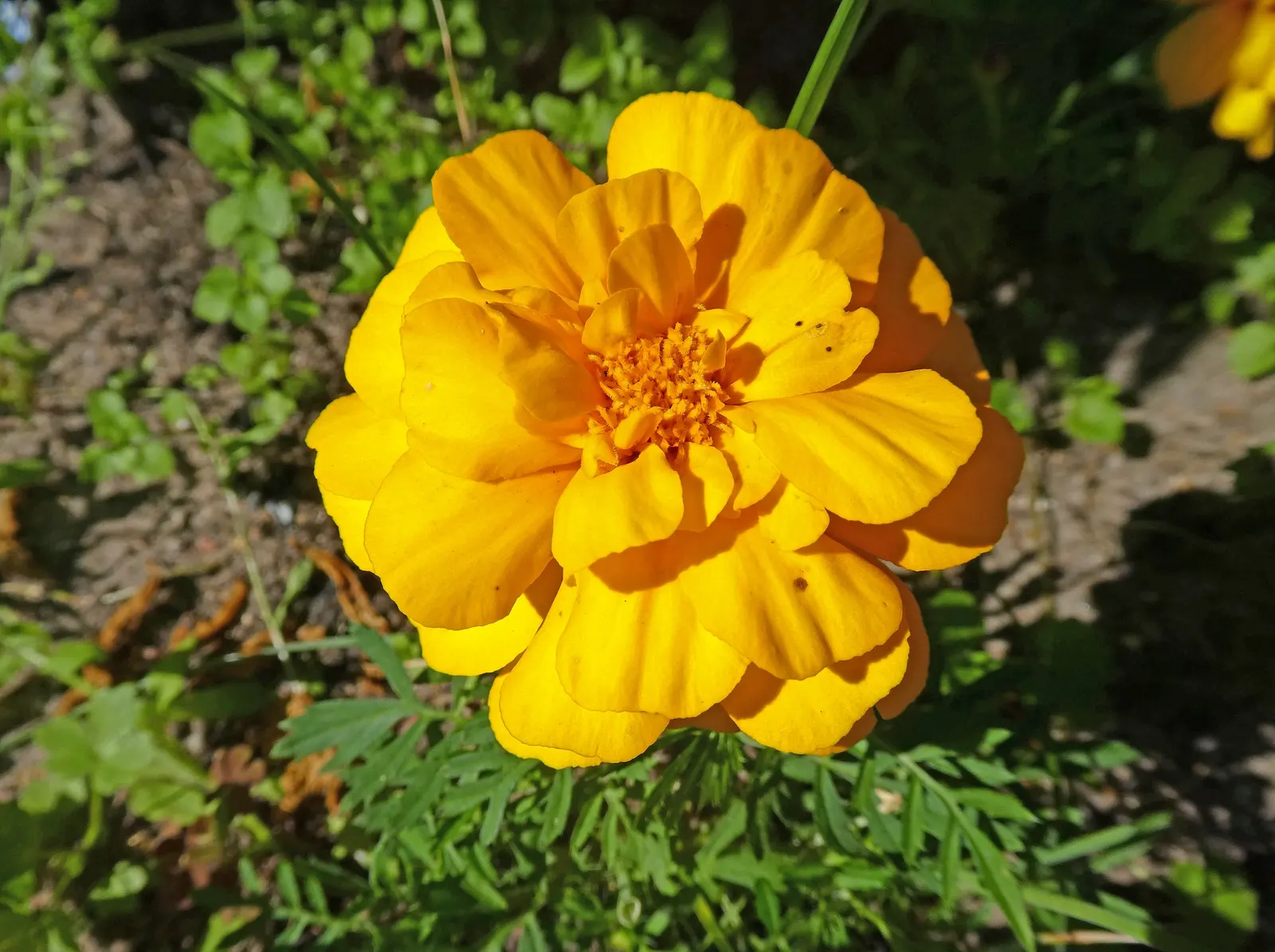American Marigold (Tagetes Erecta) — Tagetes erecta offers not only a vivid aesthetic but also functionality; or interspersed within a mixed bed to provide