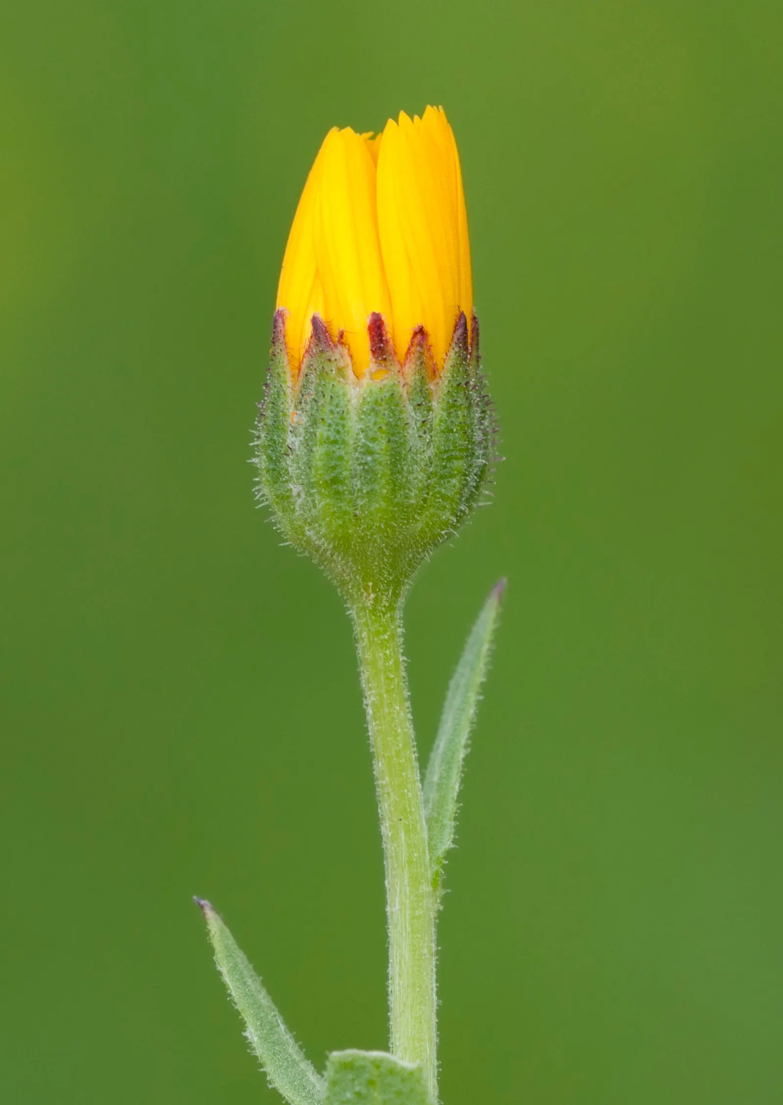 American Marigold (Tagetes Erecta) — also known as the African Marigold; department of Agriculture hardiness zones 2 through 11, image 64