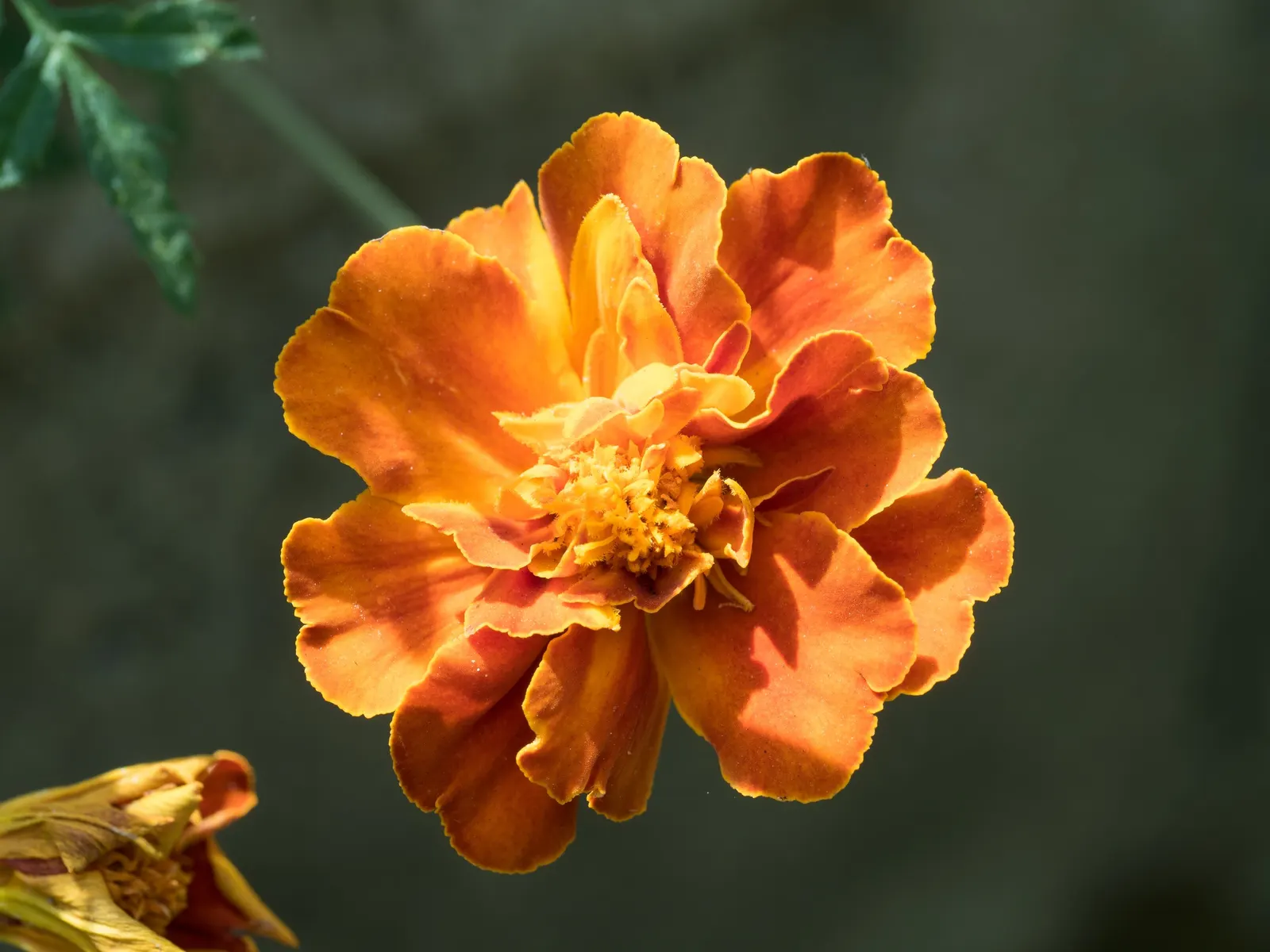 American Marigold (Tagetes Erecta) — thriving from early summer to frost; often reaching diameters between 2 to 5 inches, image 69