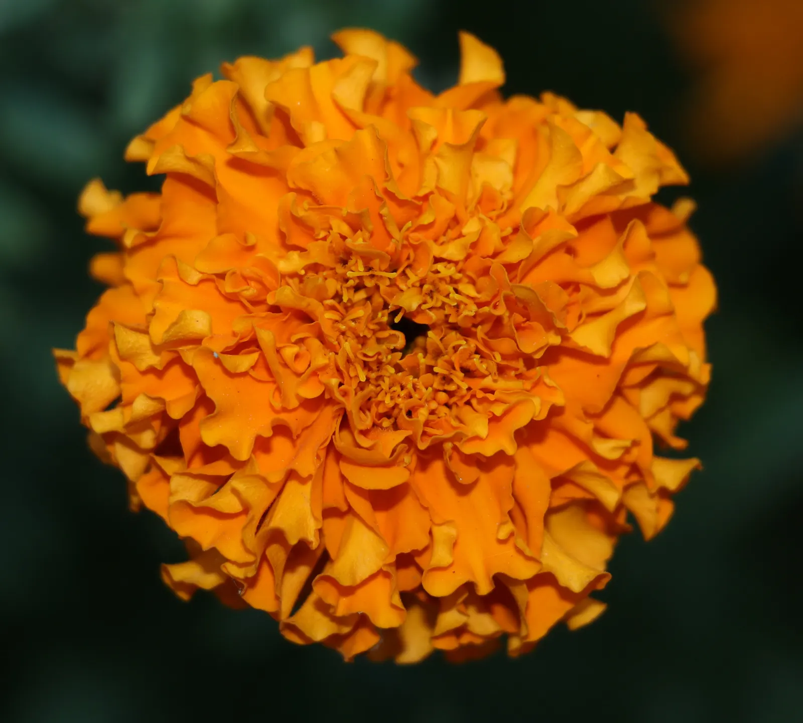 American Marigold (Tagetes Erecta) — typically from late spring until frost.<br><br>In designs that seek to incorporate these exuberant flowers, image 149