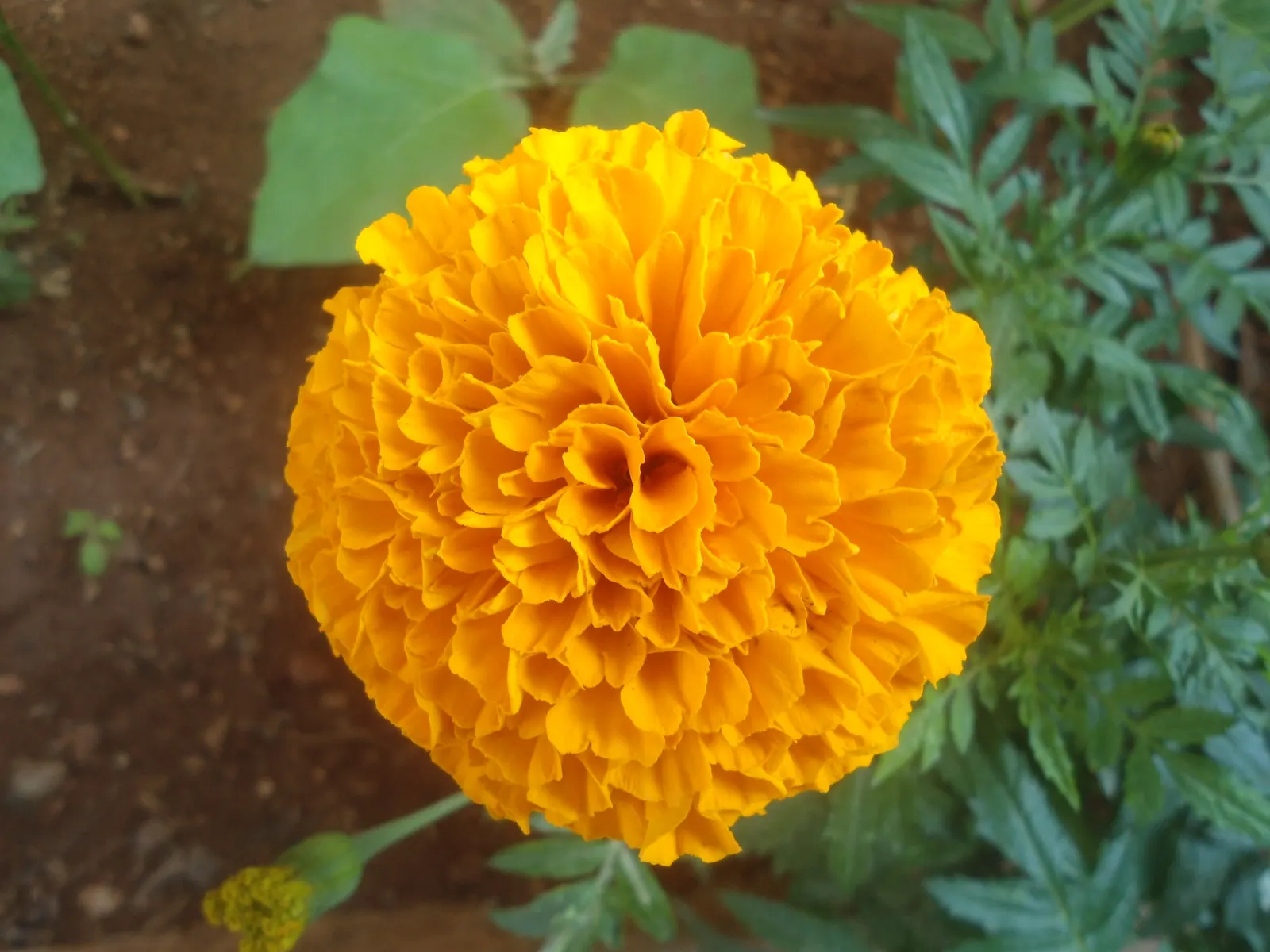 American Marigold (Tagetes Erecta) — showy blooms that present a brilliant display of gold; tagetes erecta offers not only a vivid aesthetic but, image 106