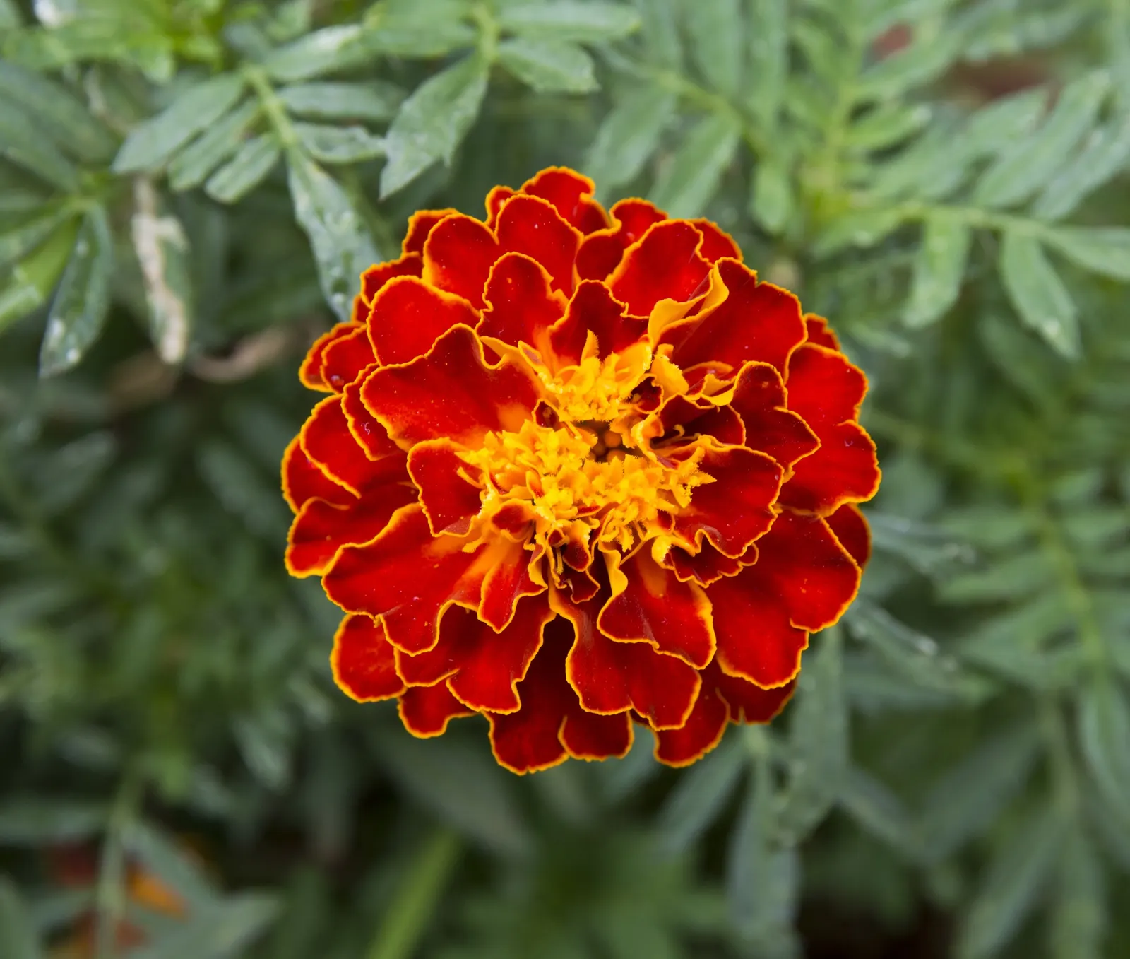 American Marigold (Tagetes Erecta) — boasts vibrant yellow to orange blooms; with a preference for well-drained soil, T, image 127