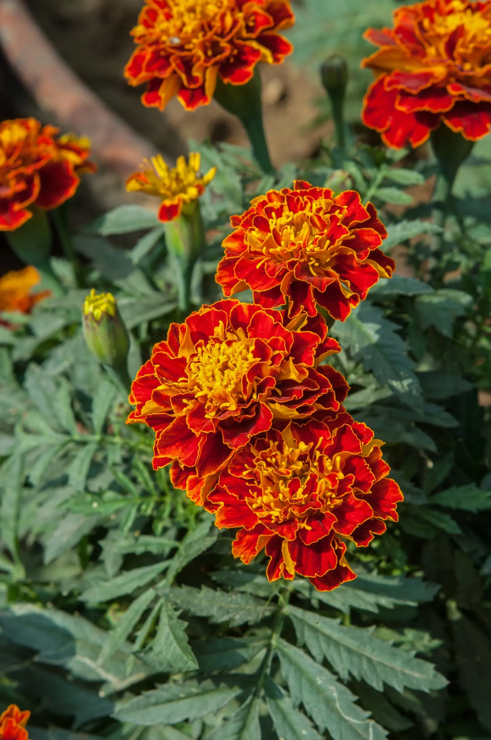 American Marigold (Tagetes Erecta) — flourishing in full sun and well-drained soil; the American Marigold (Tagetes erecta), image 98