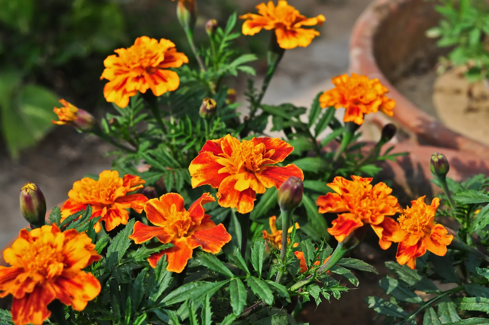 American Marigold (Tagetes Erecta) — supporting pest control and delivering continual blooms which are excellent for cutting gardens; annual for, image 151