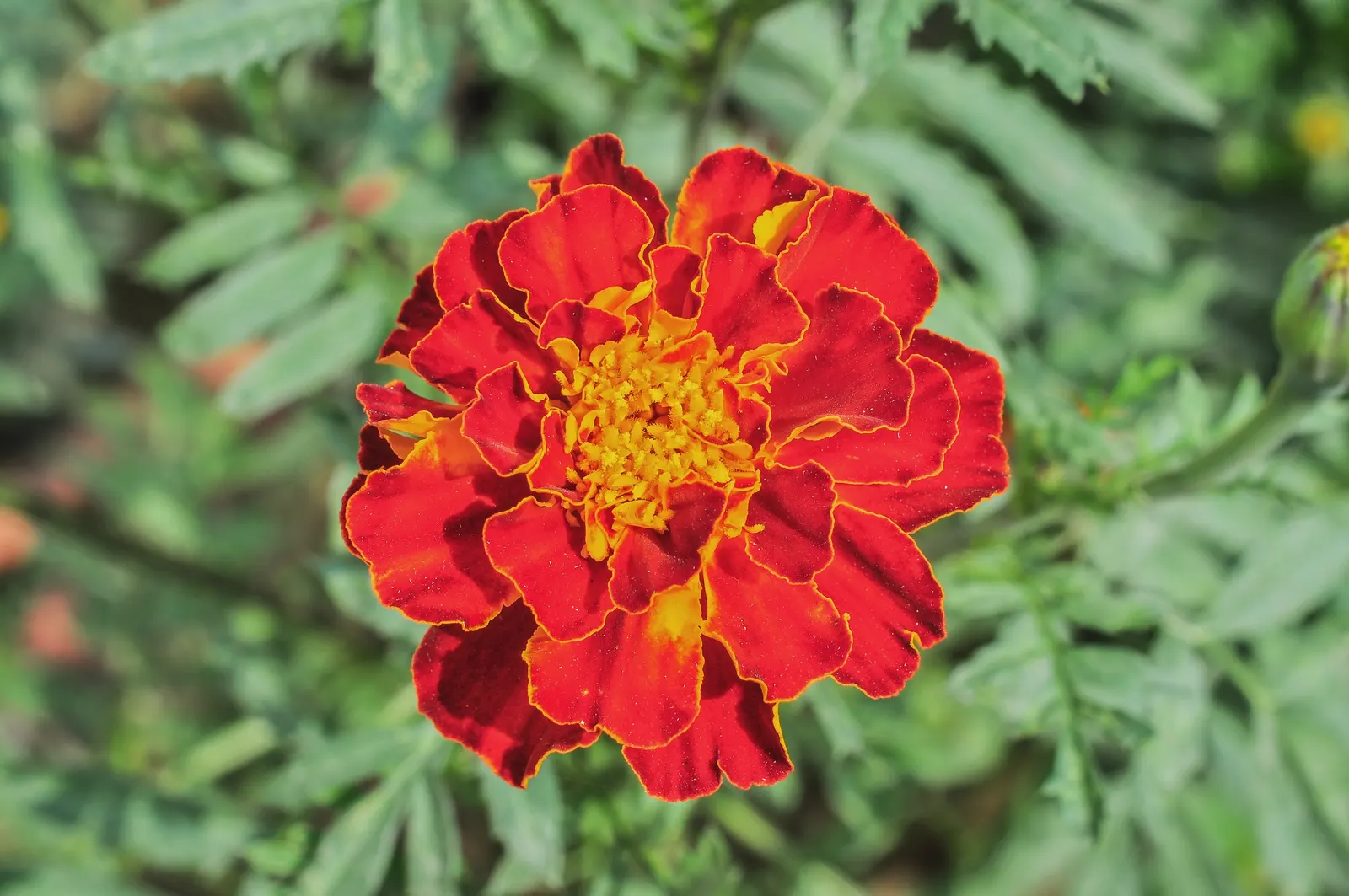 American Marigold (Tagetes Erecta) — Recurrent deadheading will encourage further flowering, ensuring a vibrant display throughout the season, image 90