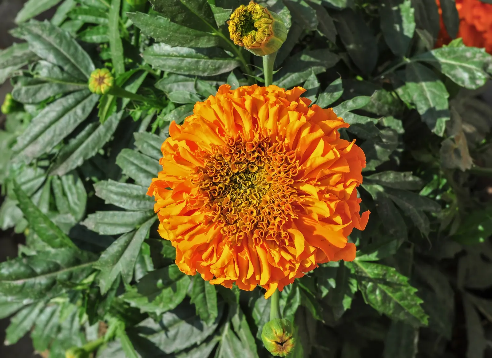 American Marigold (Tagetes Erecta) — This annual can reach 1-3 feet in height and up to 2 feet in width; typically from late spring until frost.<br><br>In