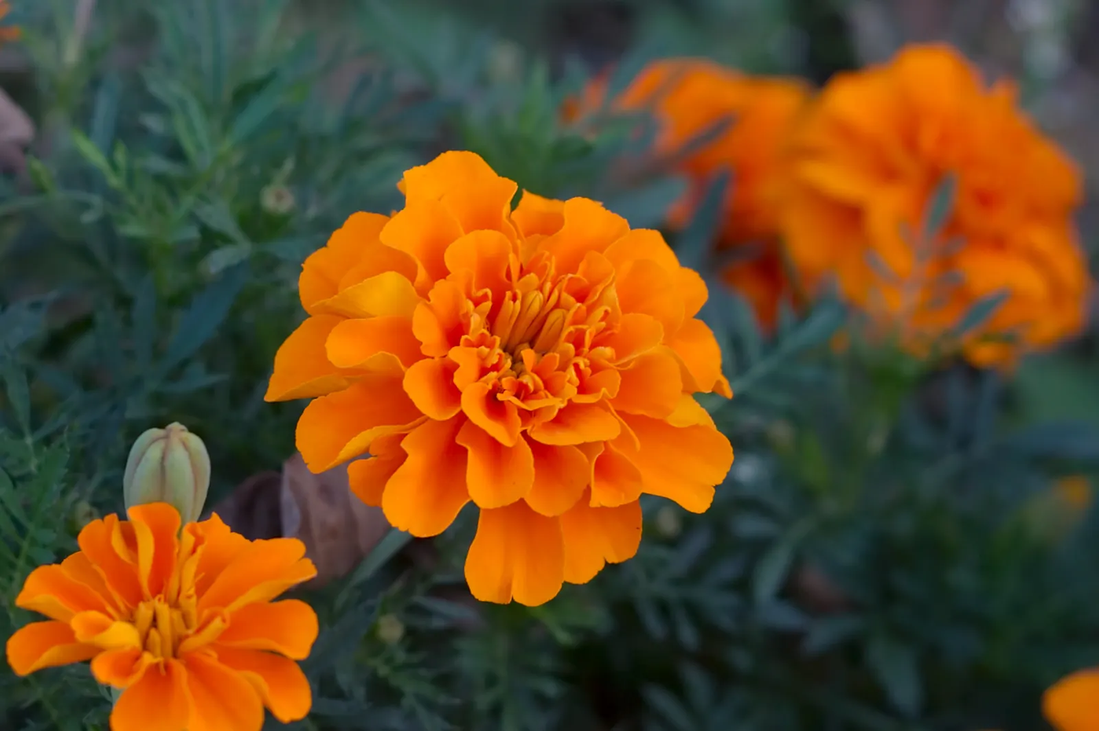 American Marigold (Tagetes Erecta) — Its bold flowers and rich foliage; make it ideal for borders, image 99