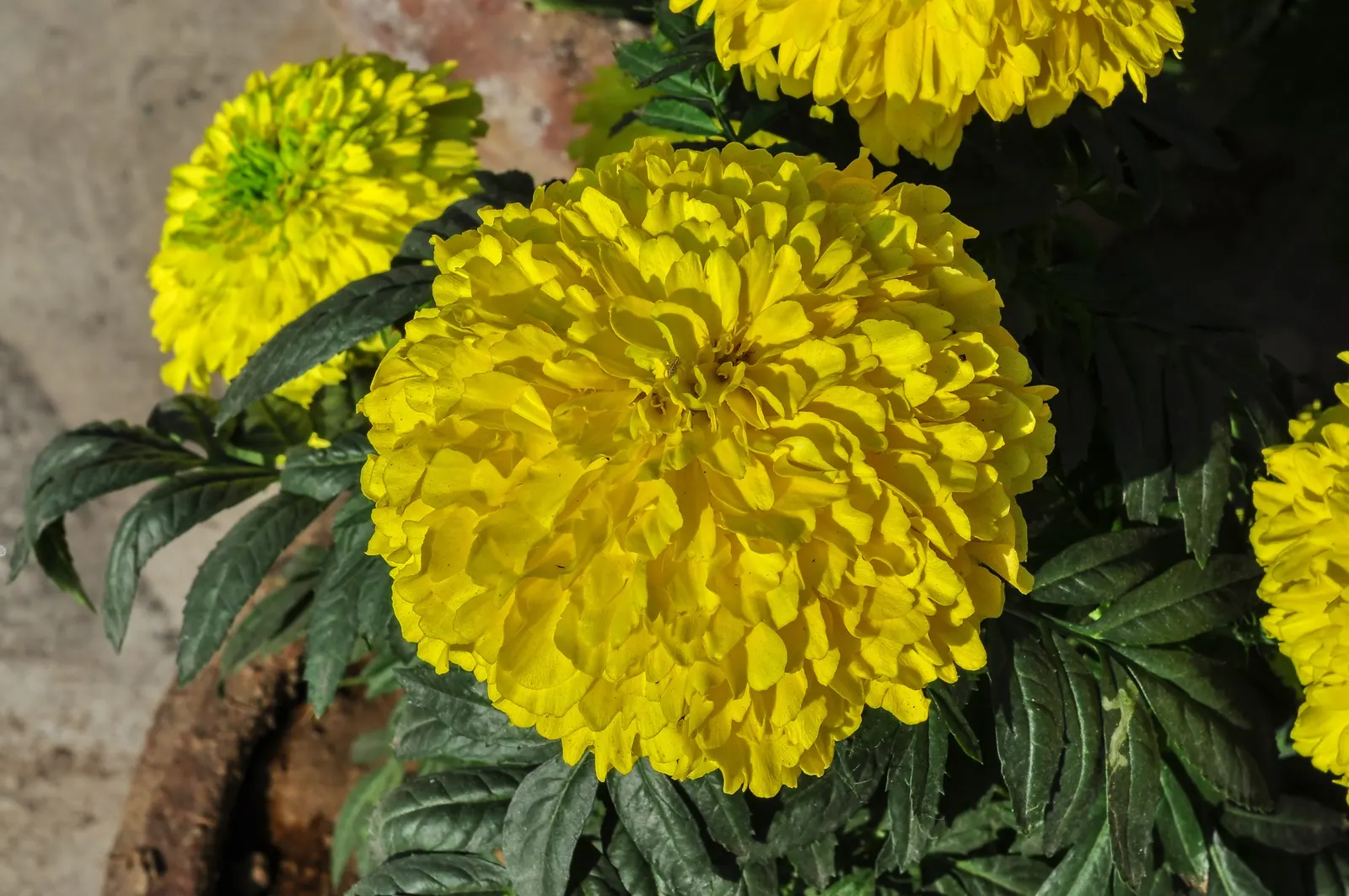 American Marigold (Tagetes Erecta) — This annual can reach 1-3 feet in height and up to 2 feet in width; typically from late spring until, image 97