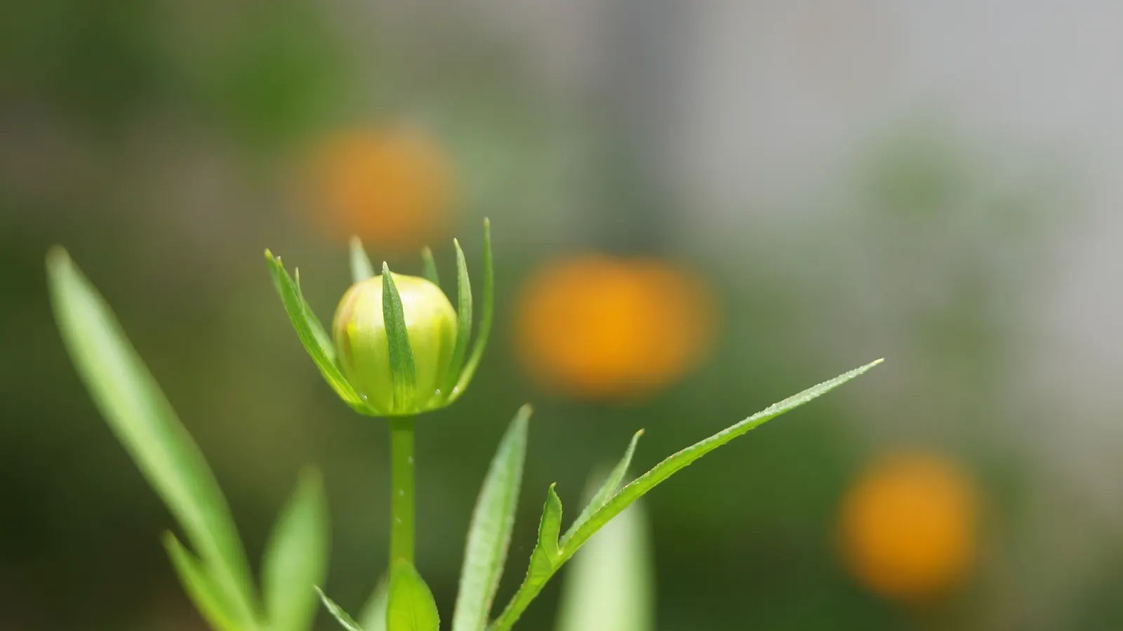 American Marigold (Tagetes Erecta) — They are best planted in full sun exposures but can tolerate partial shade, image 140