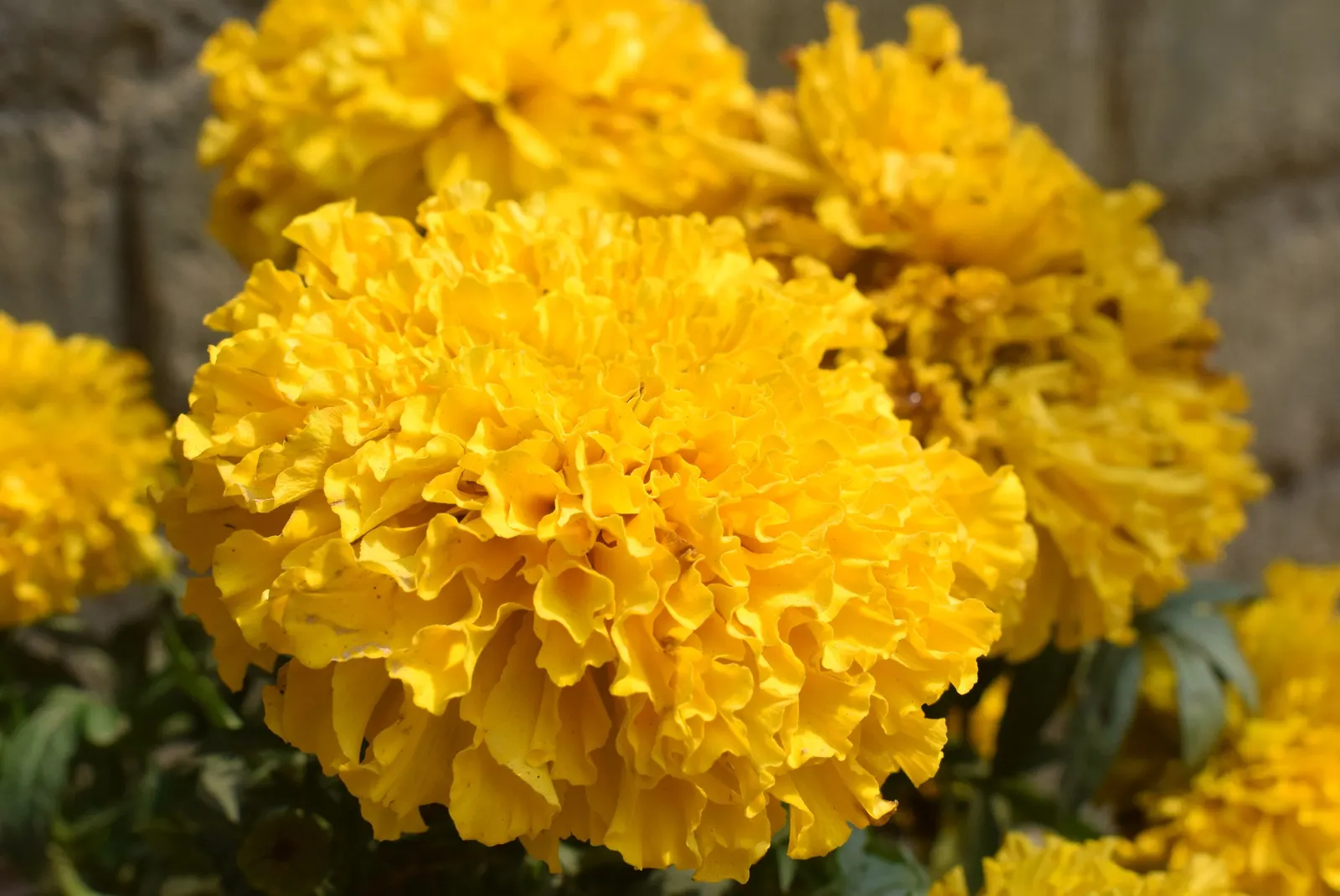 American Marigold (Tagetes Erecta) — Tagetes erecta offers not only a vivid aesthetic but also functionality
