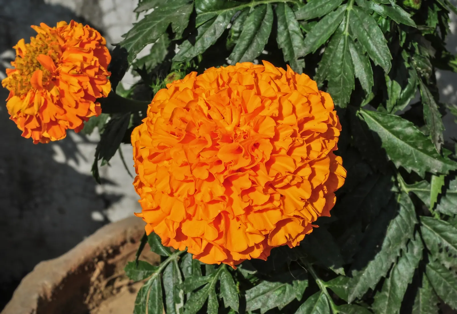 American Marigold (Tagetes Erecta) — flourishing in full sun and well-drained soil; the American Marigold (Tagetes erecta), image 129