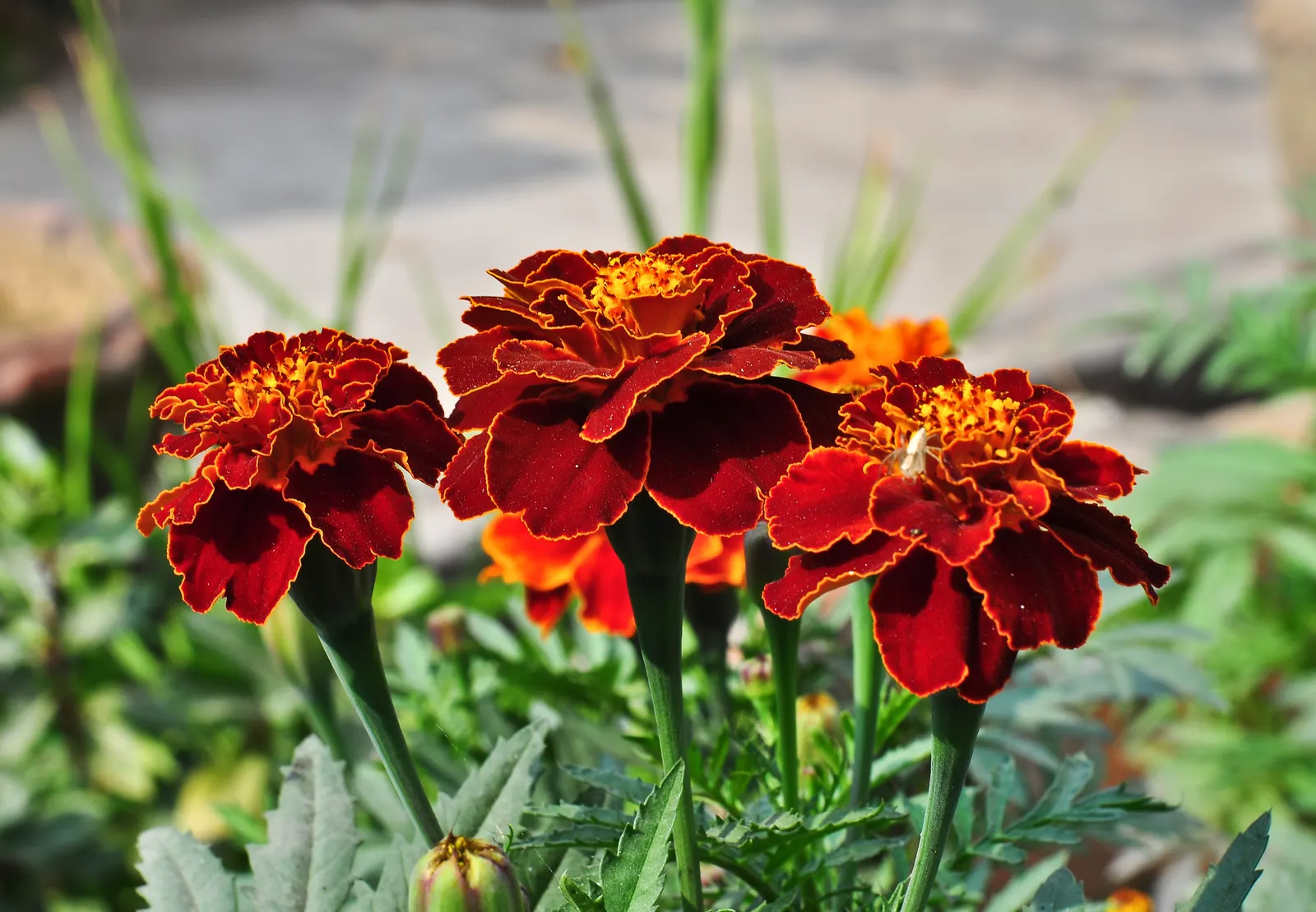 American Marigold (Tagetes Erecta) — boasts vibrant yellow to orange blooms; with a preference for well-drained soil, T
