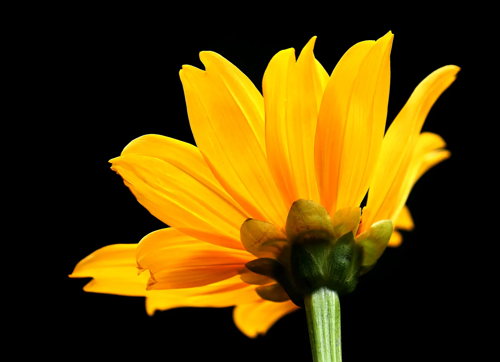 American Marigold (Tagetes Erecta) — Its bold flowers and rich foliage; make it ideal for borders, image 130