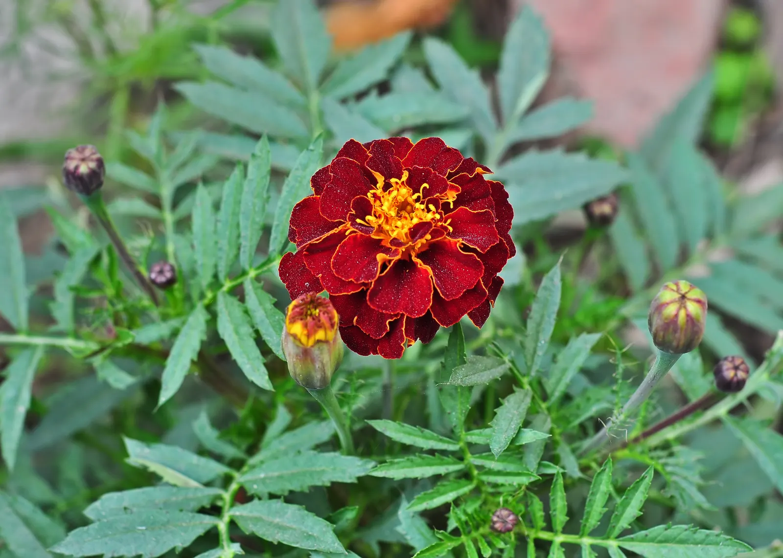 American Marigold (Tagetes Erecta) — supporting pest control and delivering continual blooms which are excellent for cutting gardens; annual for, image 89