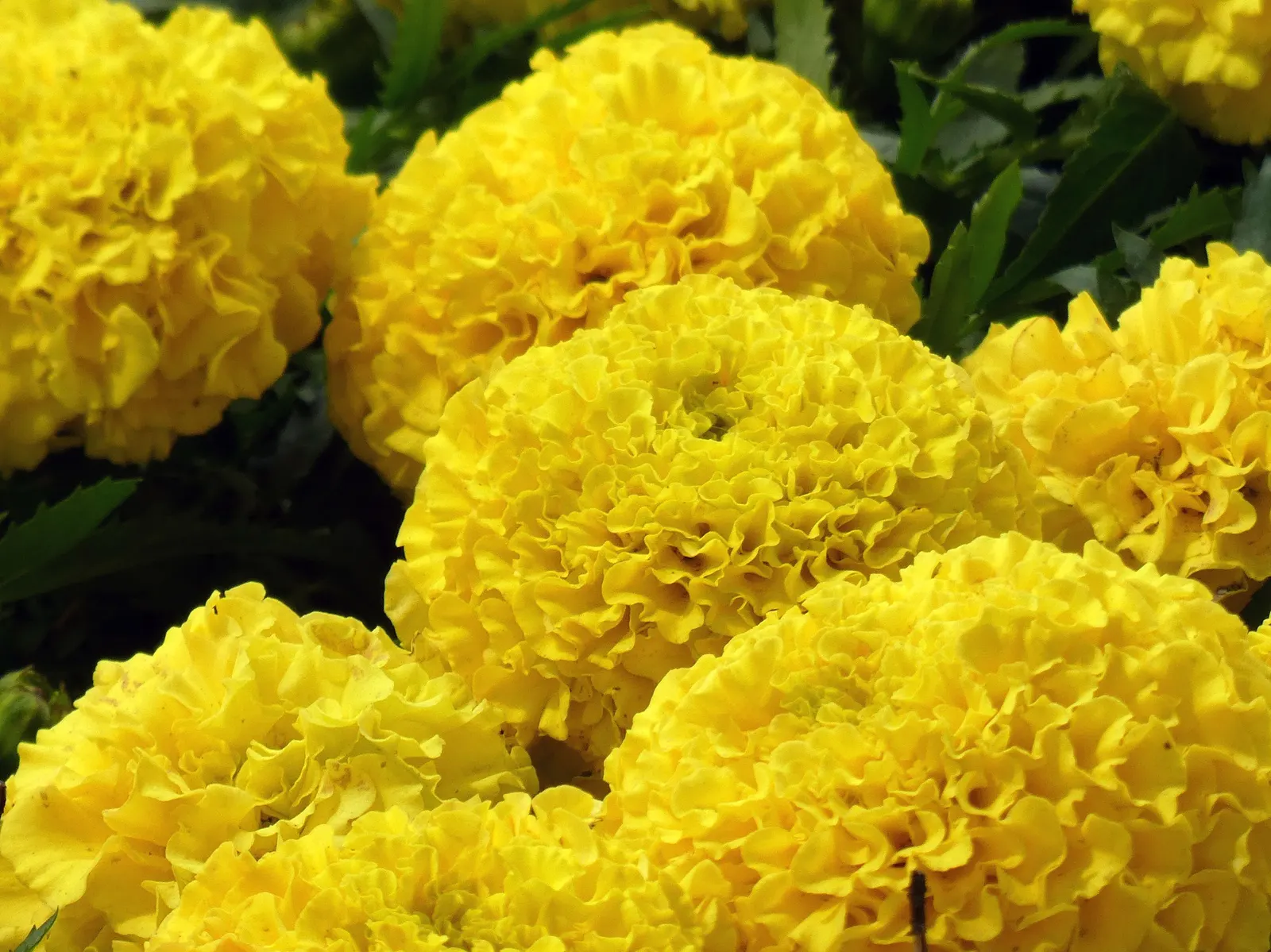American Marigold (Tagetes Erecta) — flourishing in full sun and well-drained soil