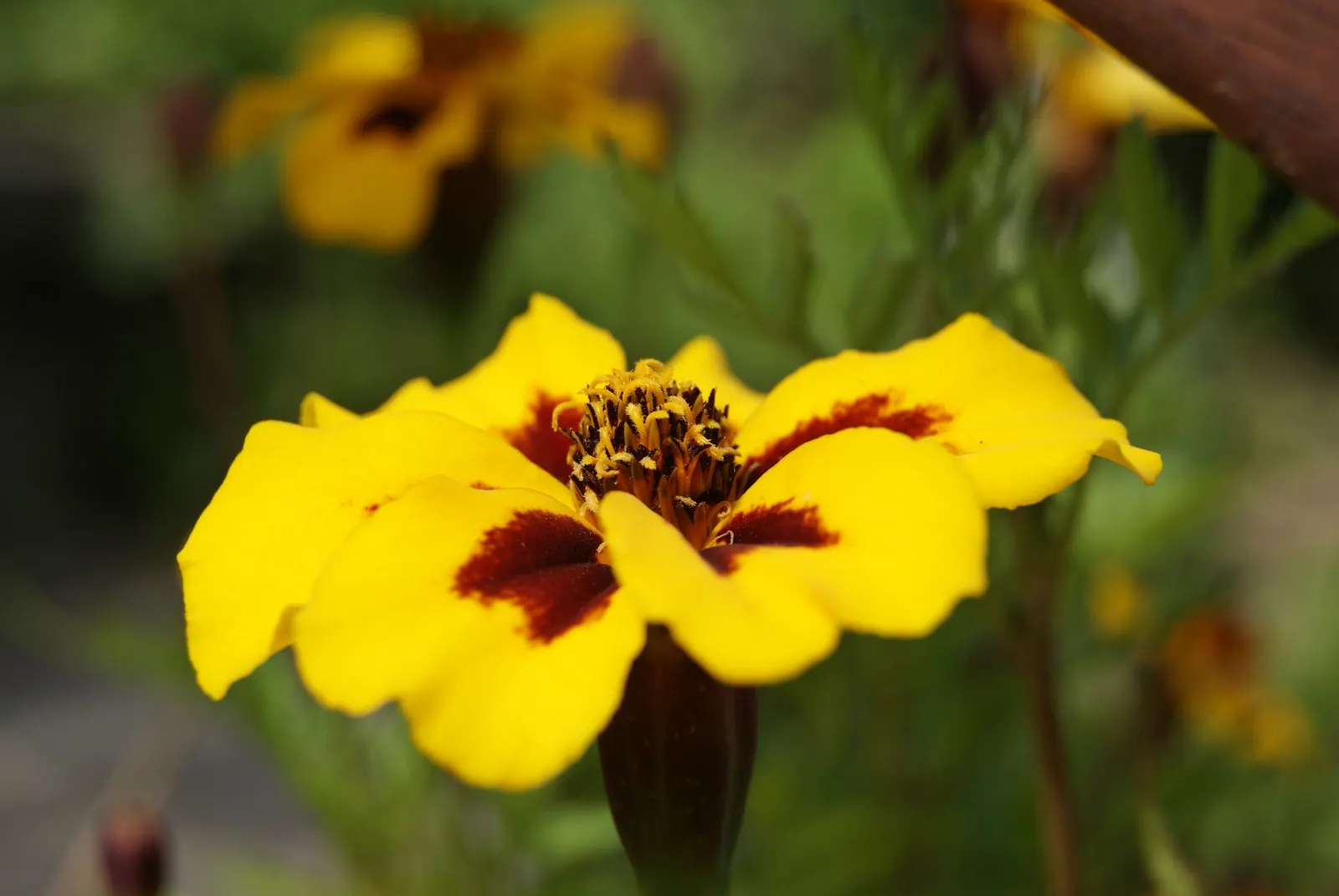 American Marigold (Tagetes Erecta) — With a preference for well-drained soil, T; annual with yellow blooms, image 111