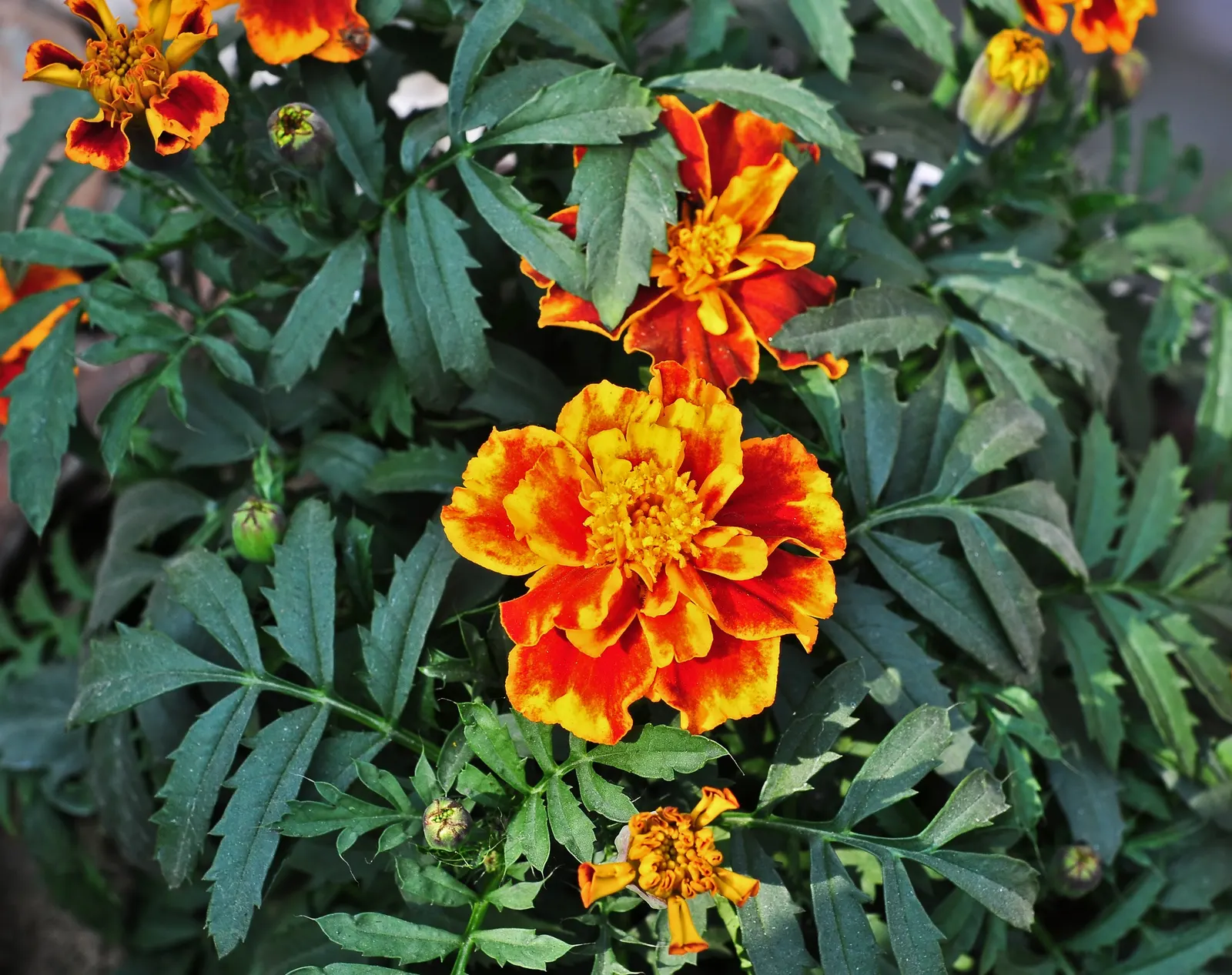 American Marigold (Tagetes Erecta) — making them exceptional companion plants