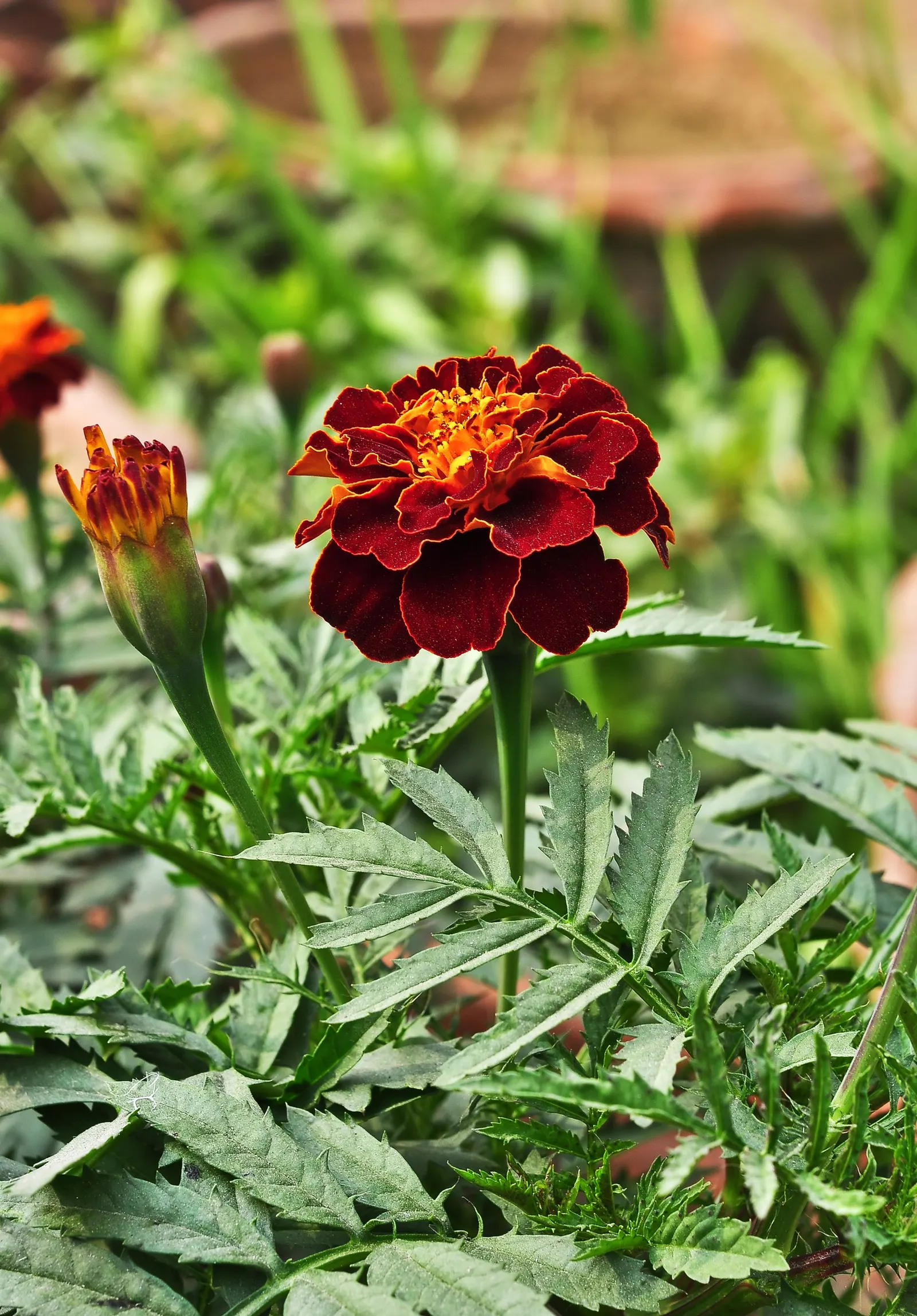 American Marigold (Tagetes Erecta) — often reaching diameters between 2 to 5 inches; while also repelling garden pests with its distinctive scent, image 77