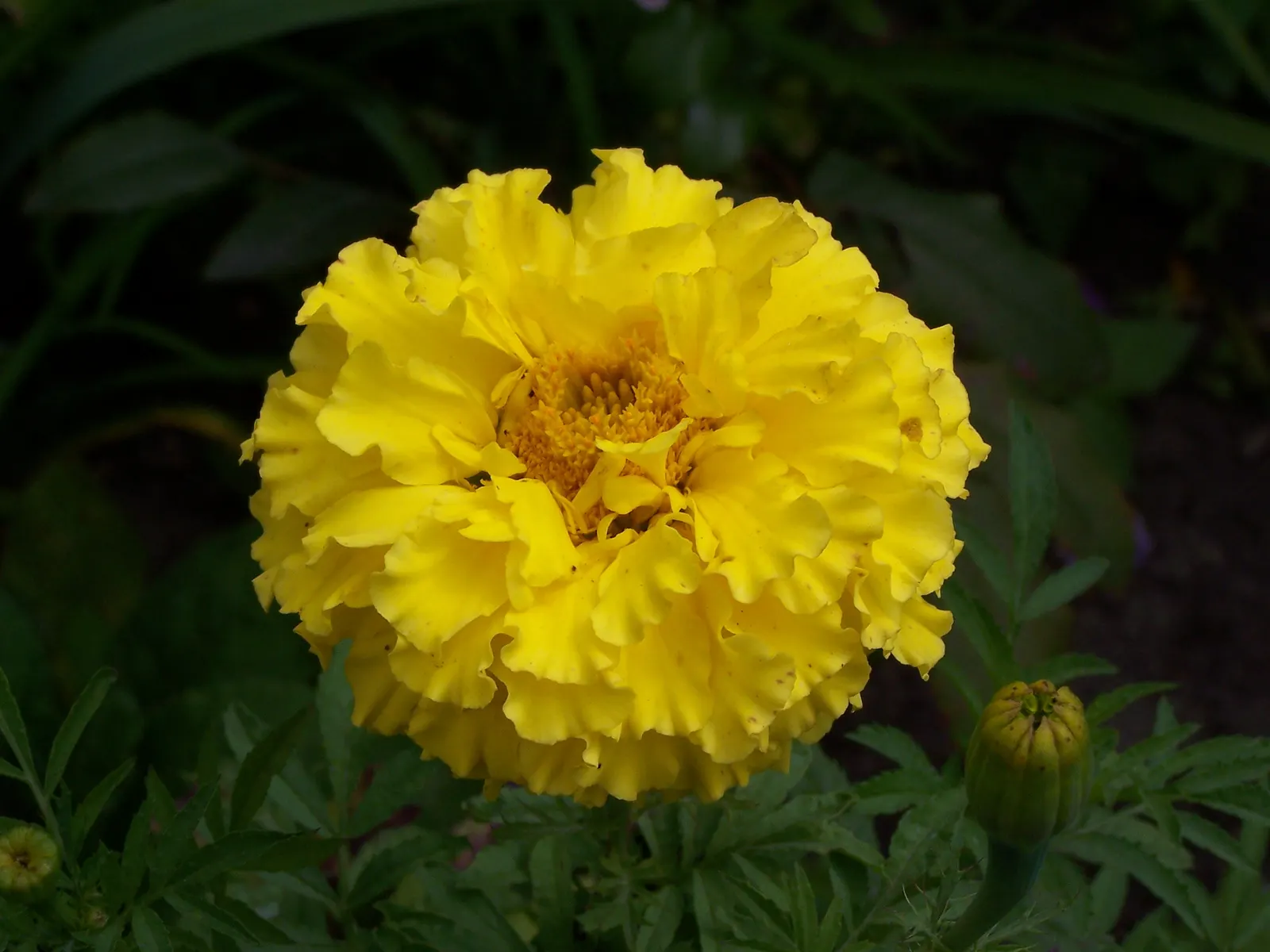 American Marigold (Tagetes Erecta) — Department of Agriculture hardiness zones 2 through 11; a quintessential component for any landscape, image 135