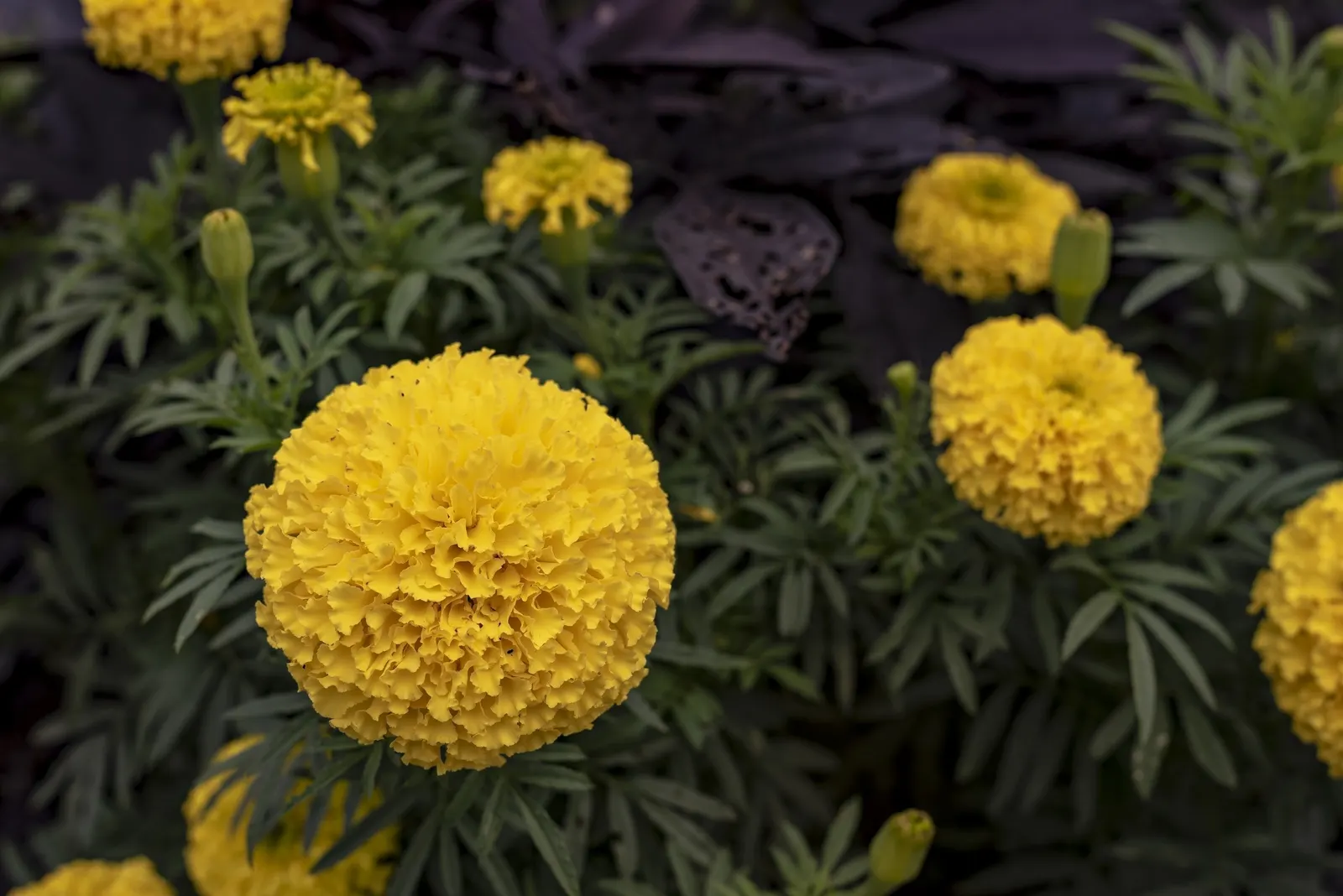 American Marigold (Tagetes Erecta) — or interspersed within a mixed bed to provide bursts of color throughout the growing season; the American, image 148