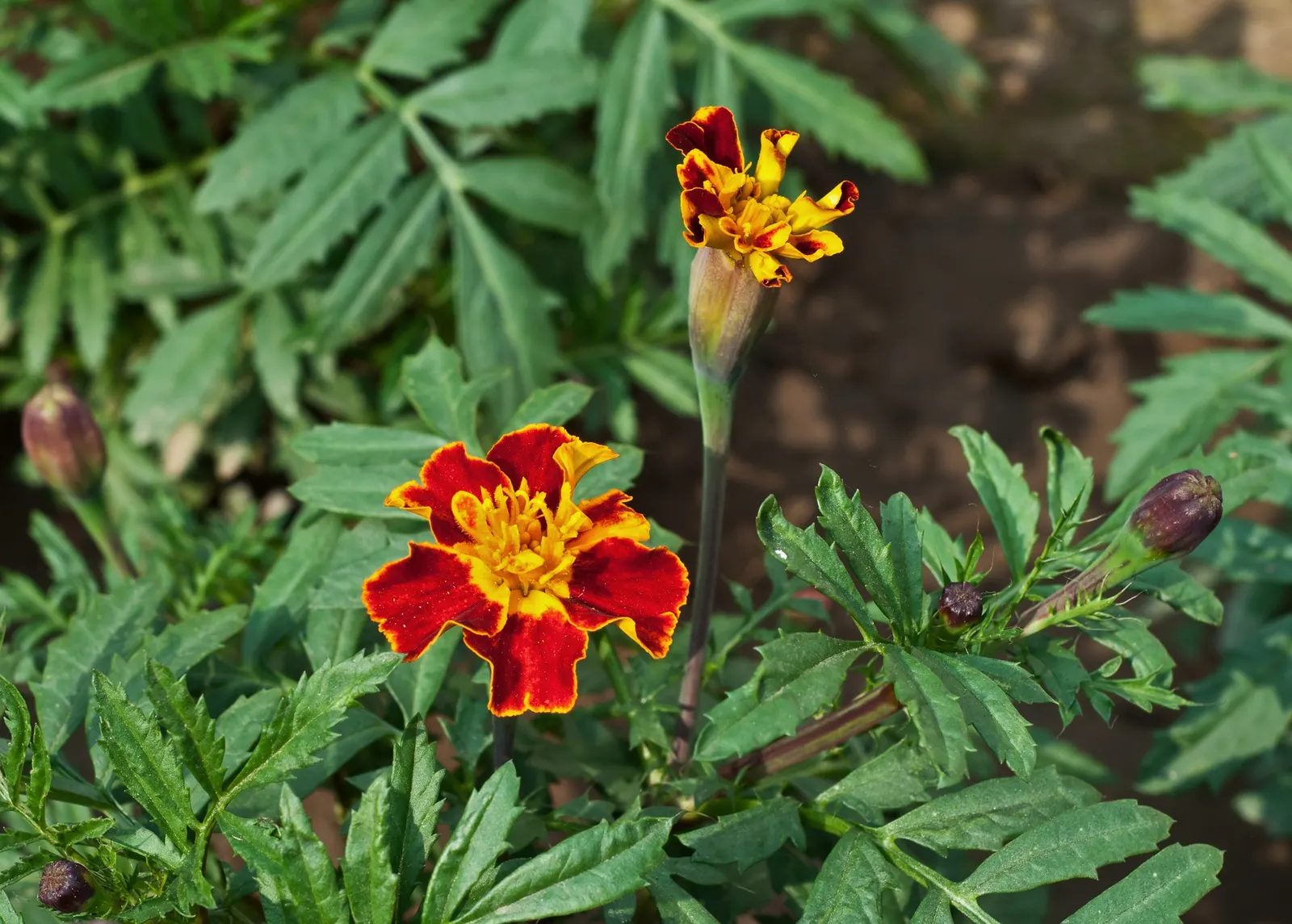 American Marigold (Tagetes Erecta) — often reaching diameters between 2 to 5 inches; while also repelling garden pests with its distinctive scent, image 108
