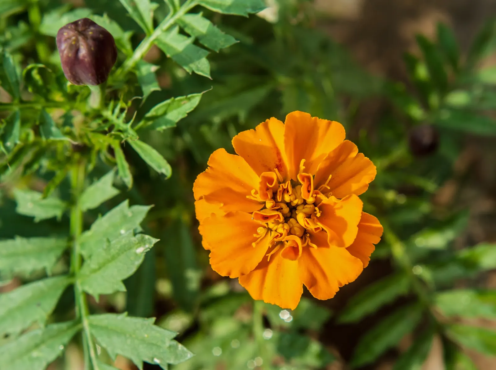 American Marigold (Tagetes Erecta) — They are best planted in full sun exposures but can tolerate partial shade, image 78