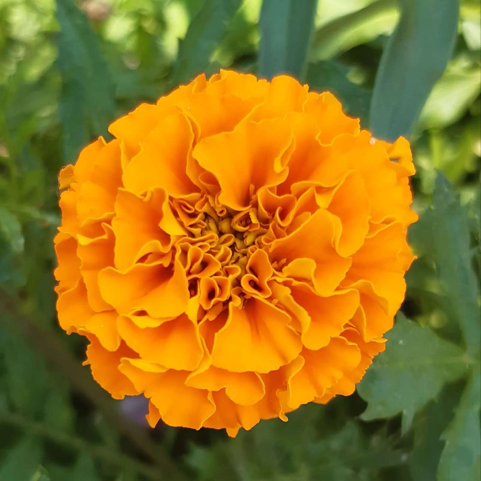 American Marigold (Tagetes Erecta) — The flower heads can grow to notable sizes