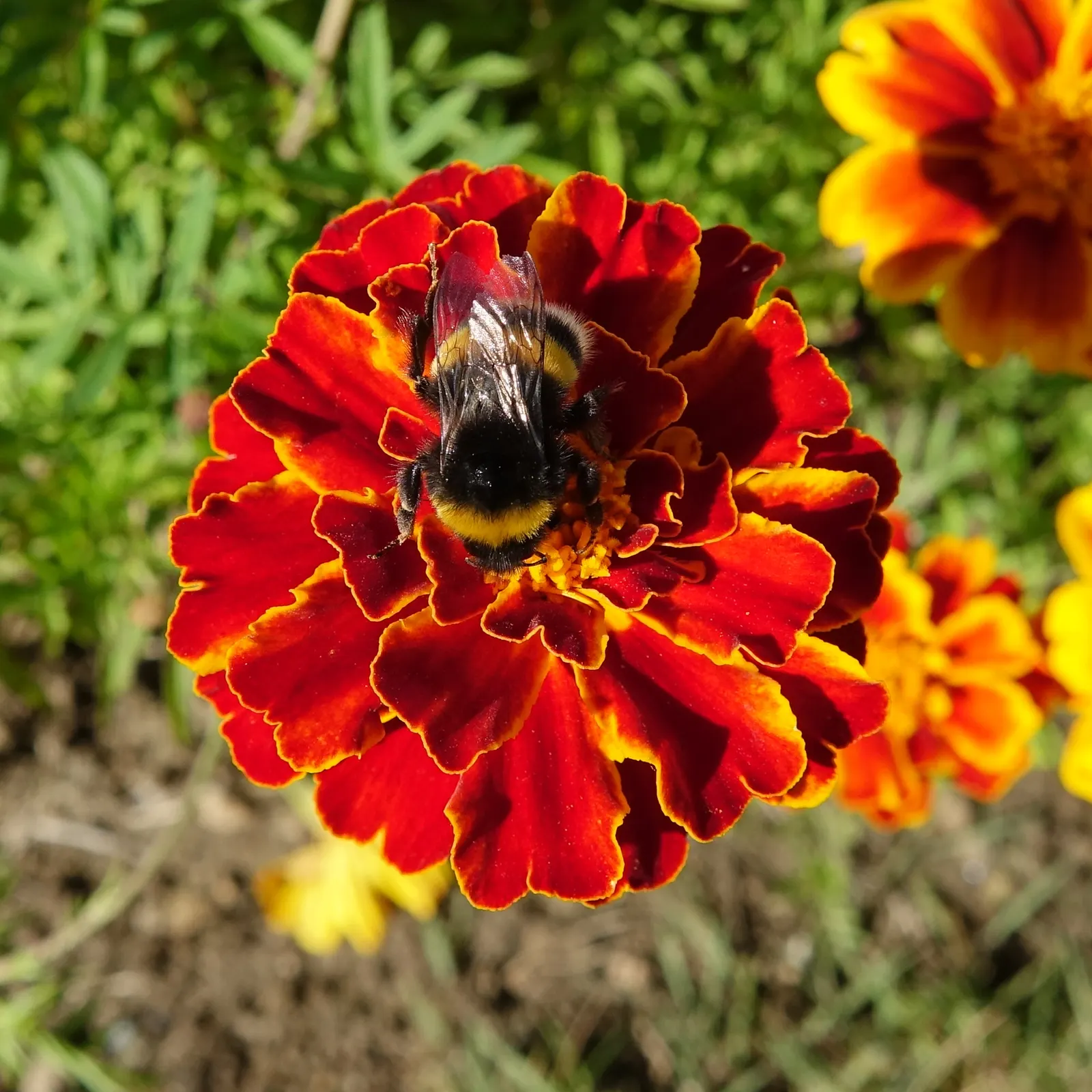 American Marigold (Tagetes Erecta) — erecta has moderate water requirements; its bold flowers and rich foliage, image 81