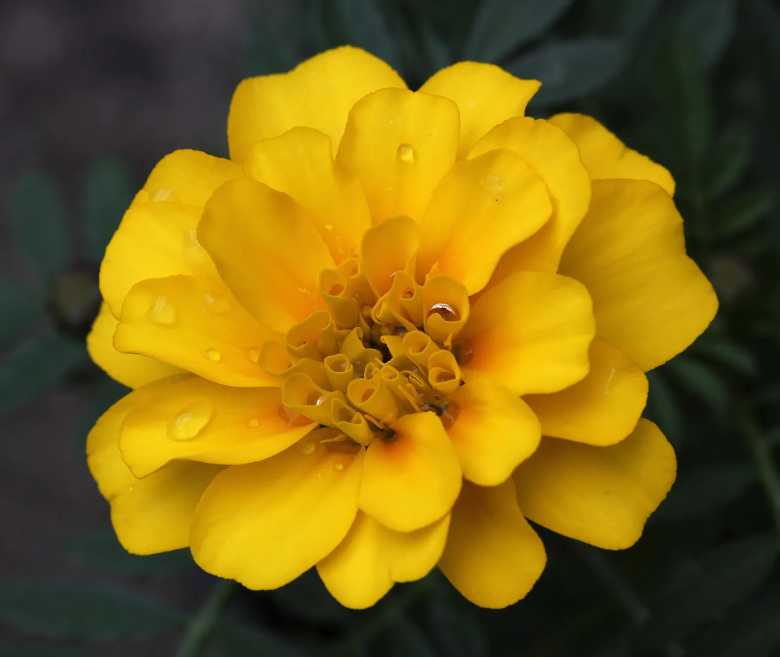 American Marigold (Tagetes Erecta) — make it ideal for borders; they can be utilized as border plants, image 101