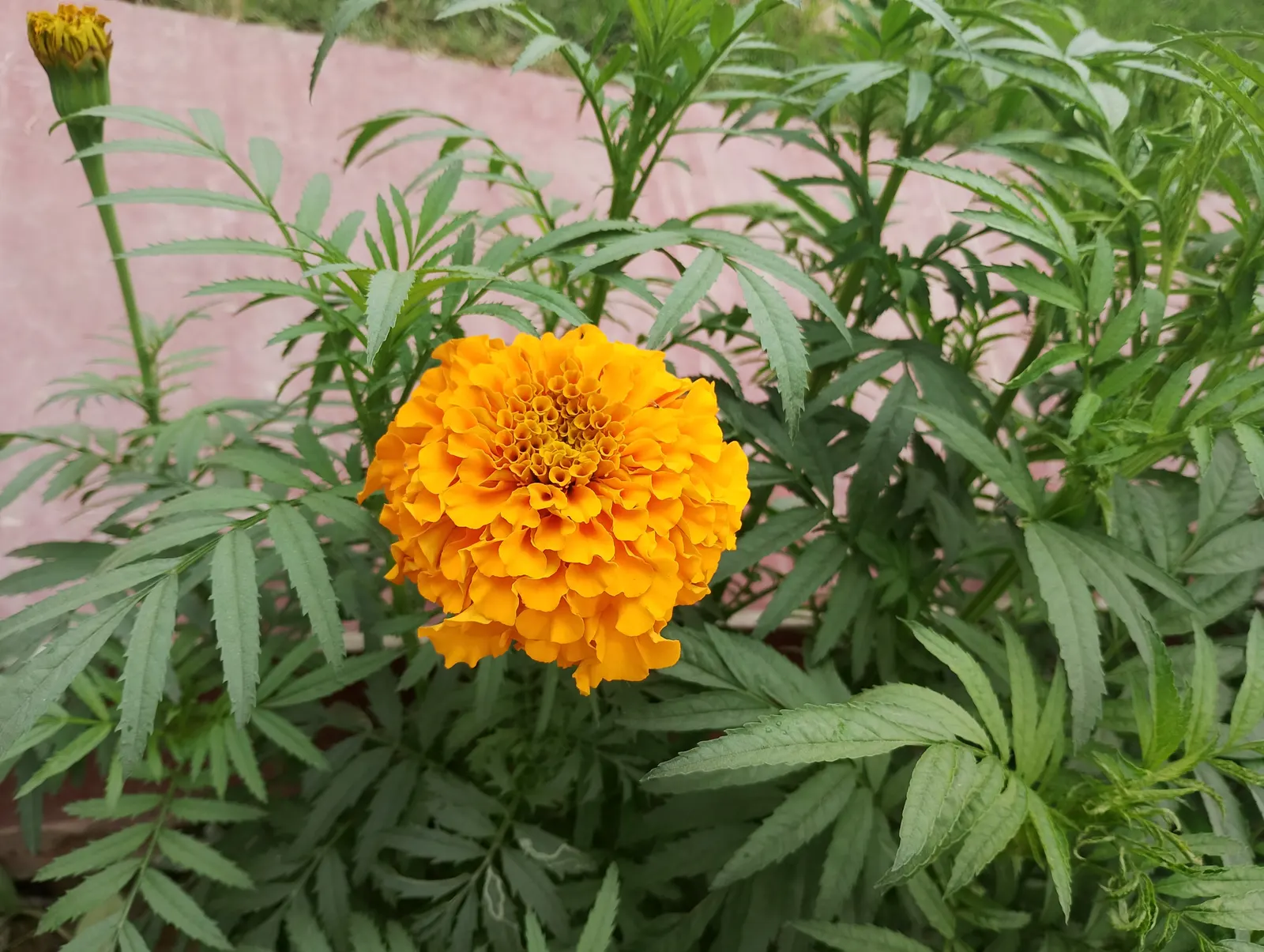 American Marigold (Tagetes Erecta) — They are best planted in full sun exposures but can tolerate partial shade