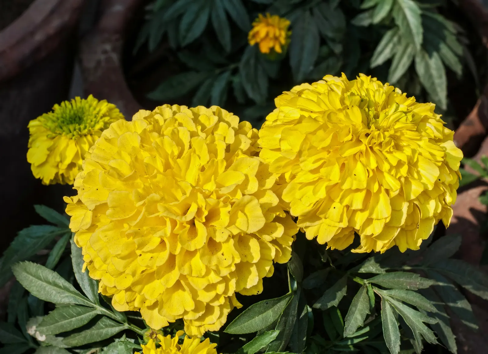 American Marigold (Tagetes Erecta) — This annual can reach 1-3 feet in height and up to 2 feet in width; typically from late spring until, image 66