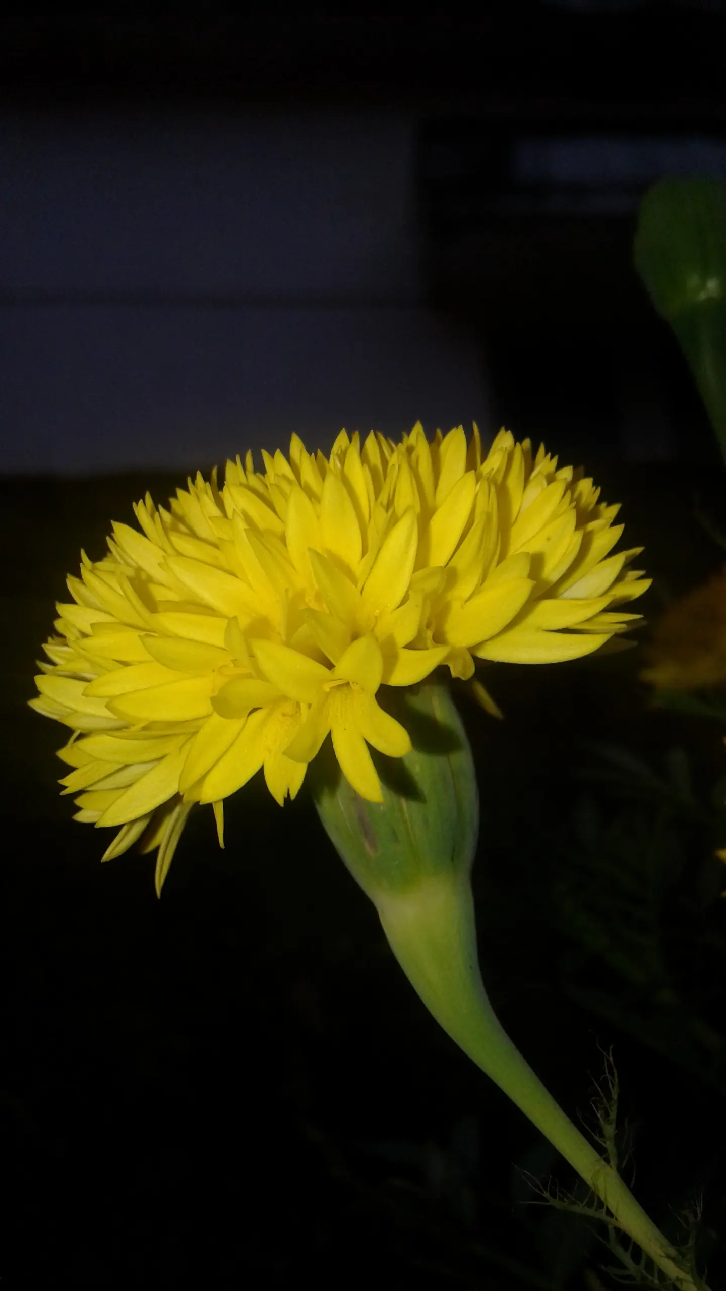 American Marigold (Tagetes Erecta) — yellow flowers in the garden; the flower heads can grow to notable sizes, image 122