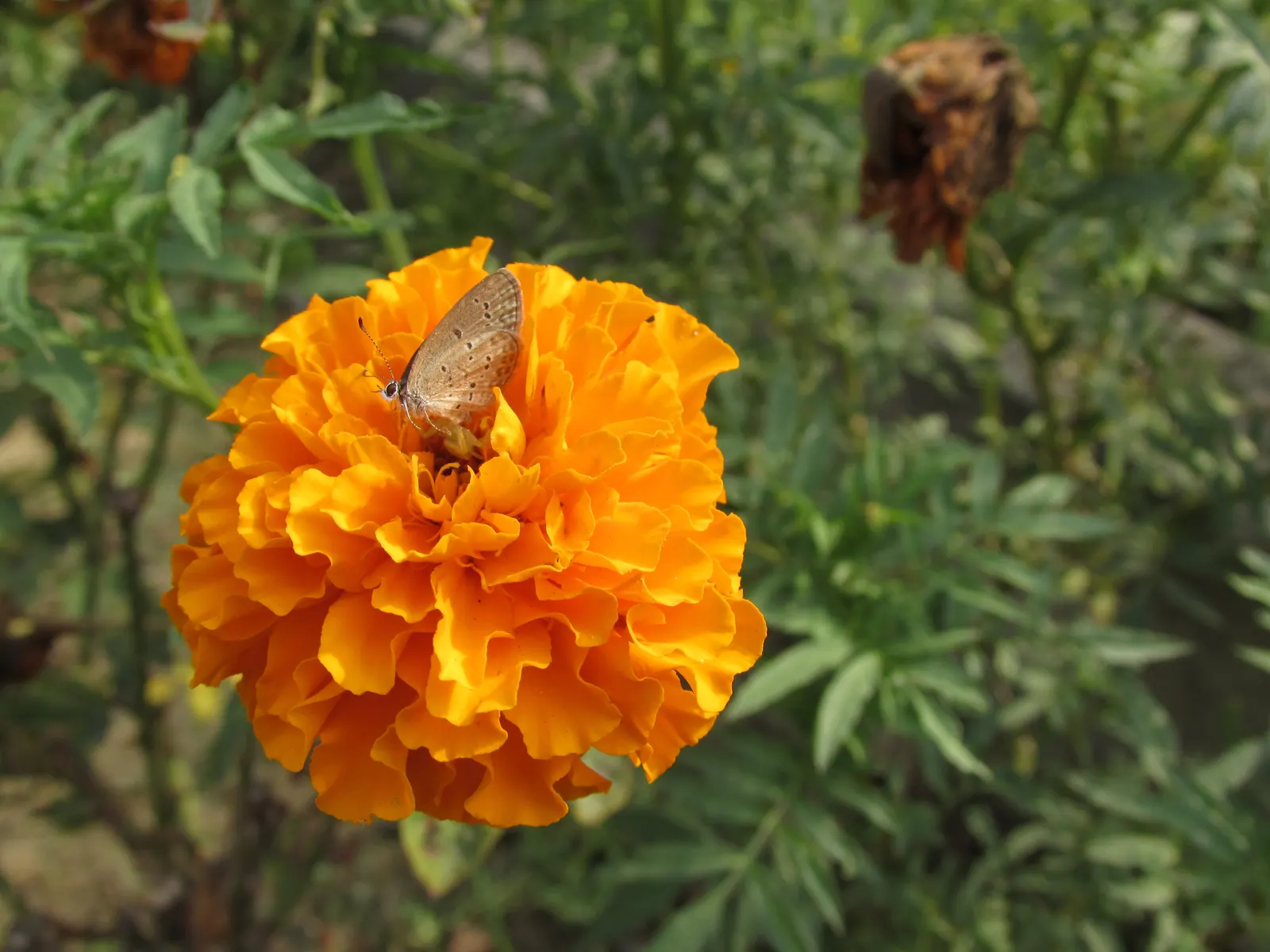 American Marigold (Tagetes Erecta) — annual with yellow blooms; making them exceptional companion plants, image 92