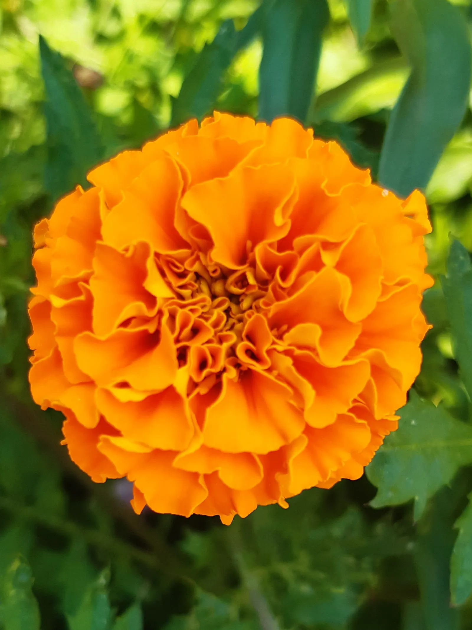 American Marigold (Tagetes Erecta) — flourishing in full sun and well-drained soil; the American Marigold (Tagetes erecta)