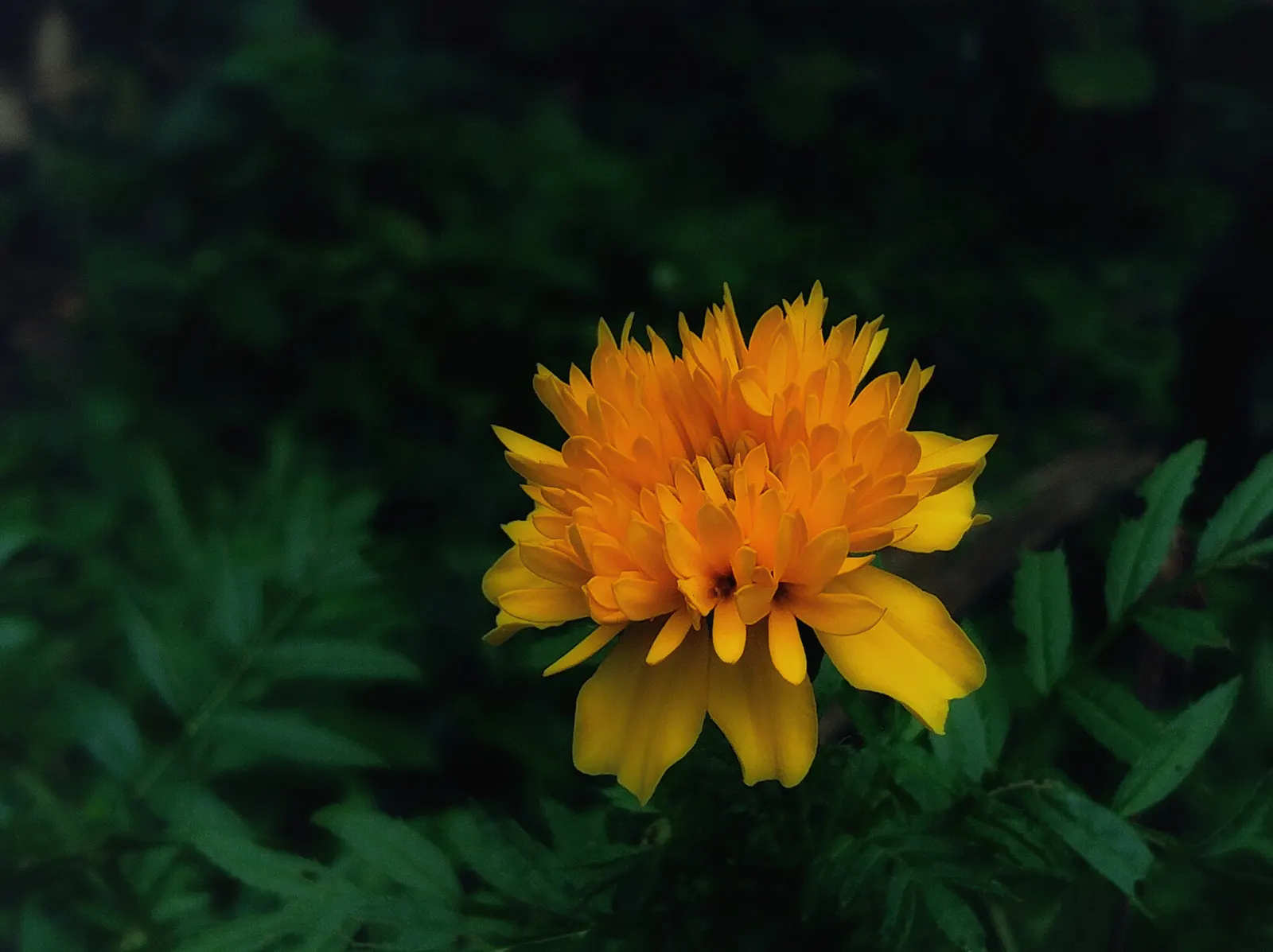 American Marigold (Tagetes Erecta) — With a preference for well-drained soil, T; annual with yellow blooms, image 142