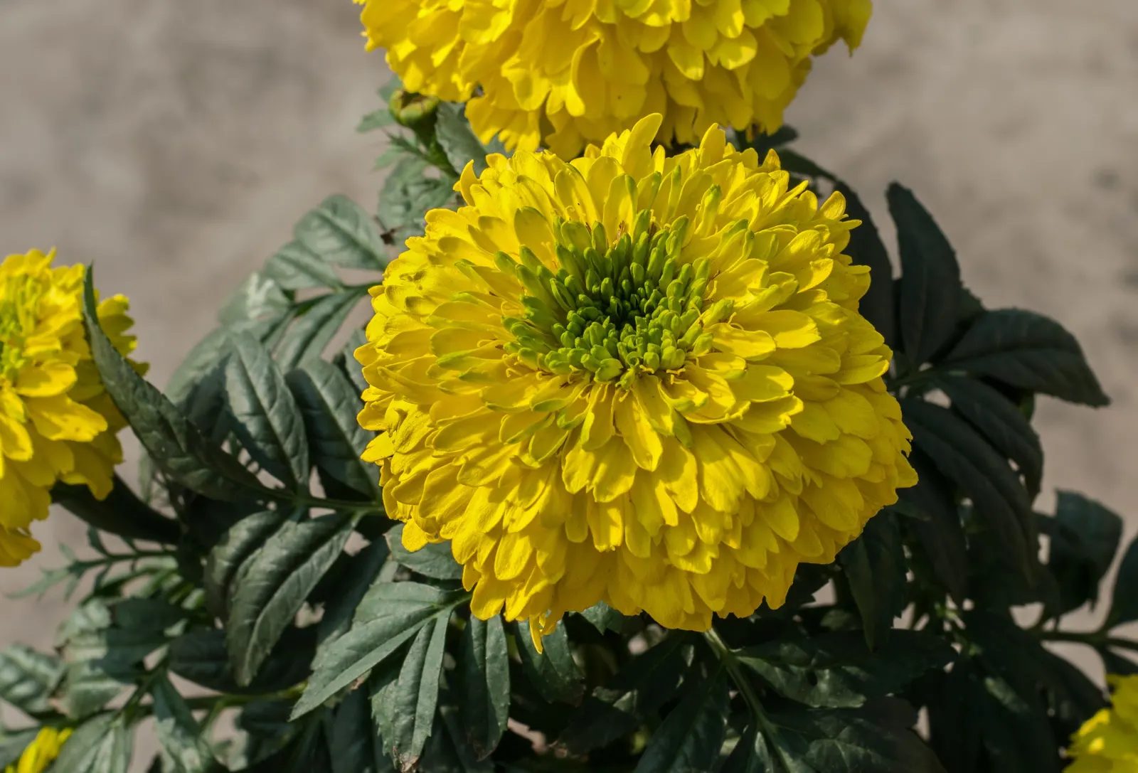 American Marigold (Tagetes Erecta) — while also repelling garden pests with its distinctive scent