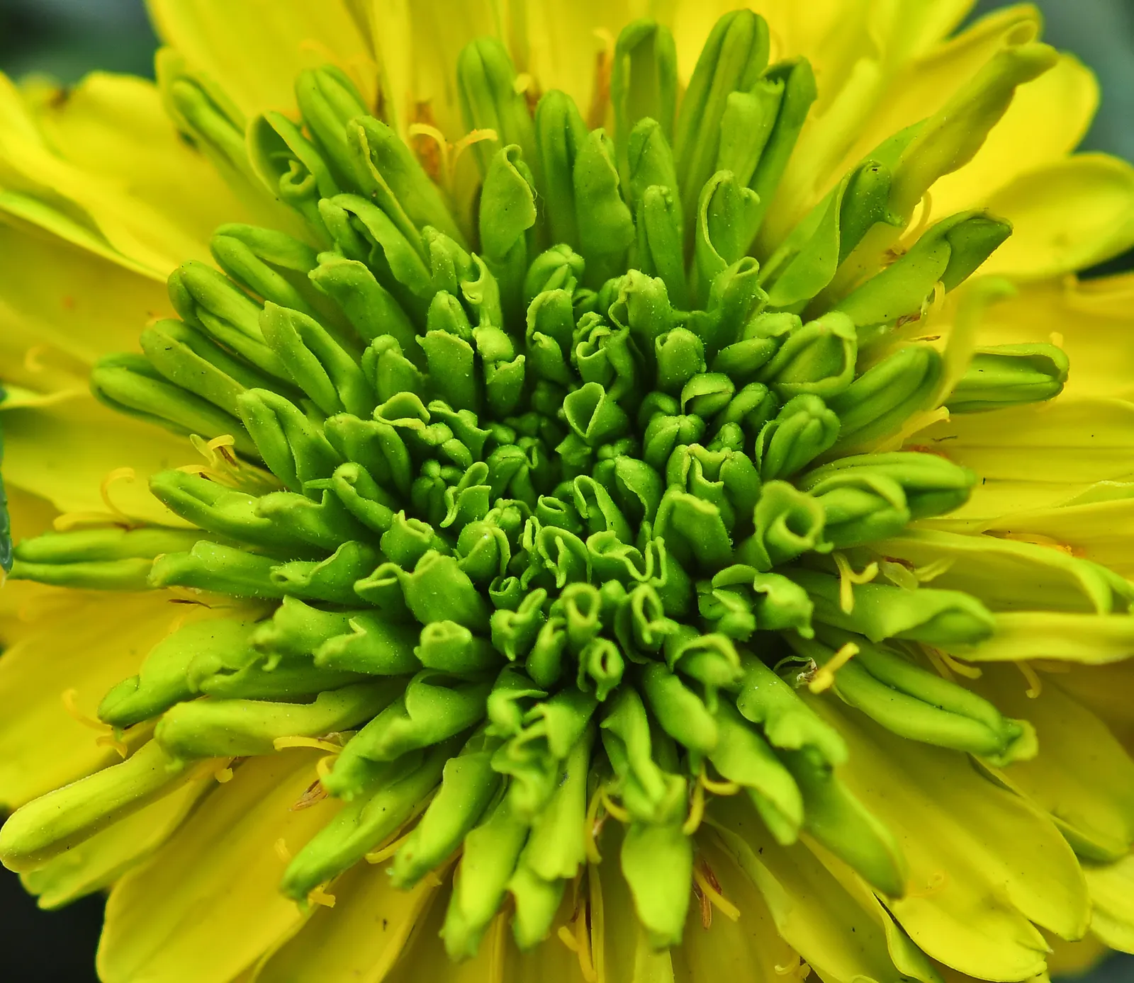American Marigold (Tagetes Erecta) — flourishing in full sun and well-drained soil; the American Marigold (Tagetes erecta), image 67