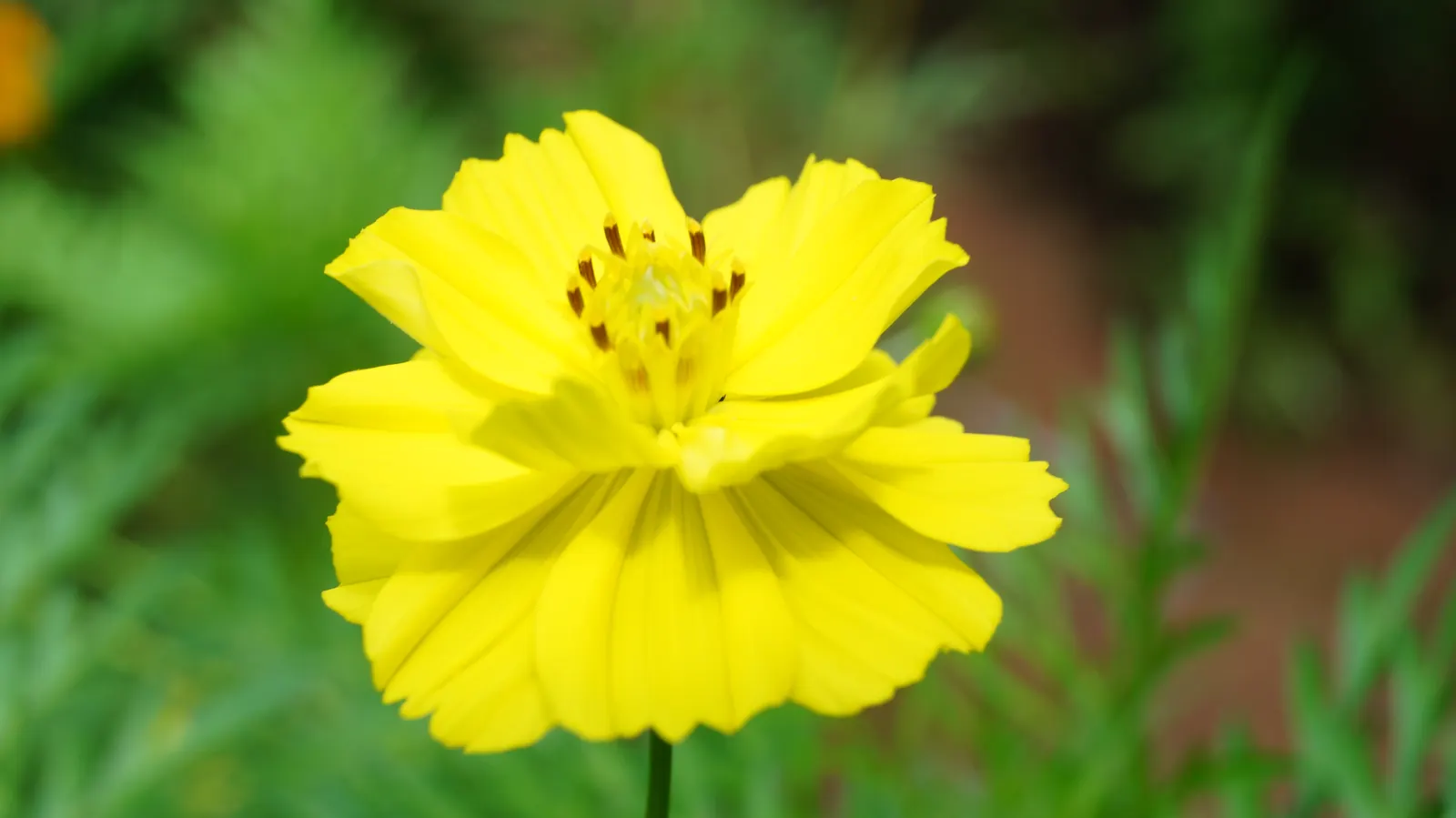 American Marigold (Tagetes Erecta) — in mass plantings for visual impact; boasts vibrant yellow to orange blooms, image 116
