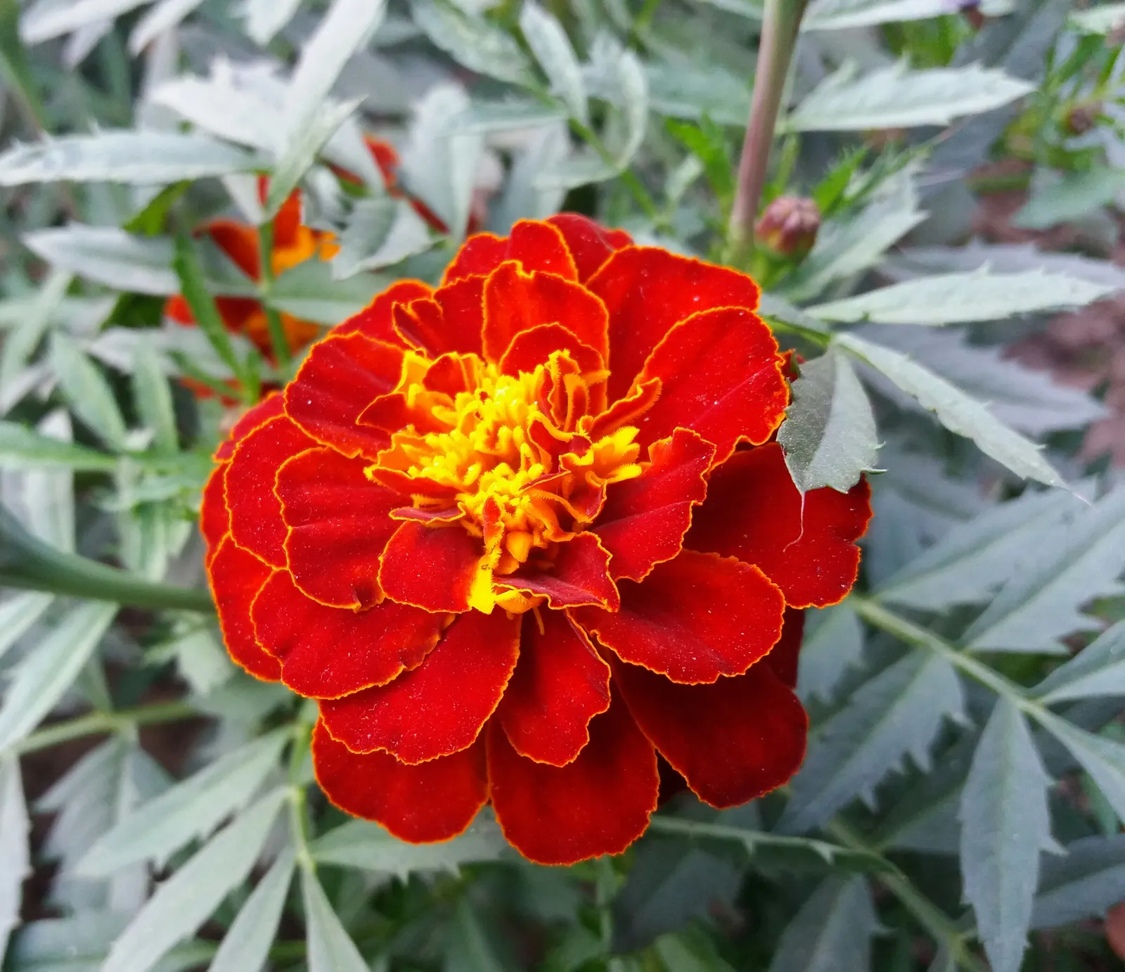 American Marigold (Tagetes Erecta) — although this may reduce their flowering prowess; in mass plantings for visual impact