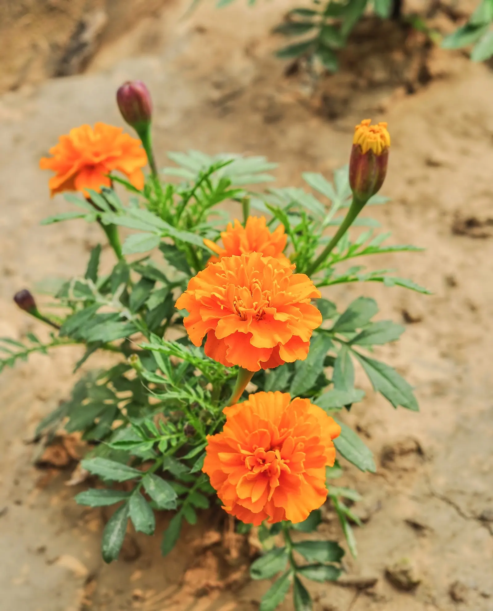 American Marigold (Tagetes Erecta) — or interspersed within a mixed bed to provide bursts of color throughout the growing season; the American, image 117