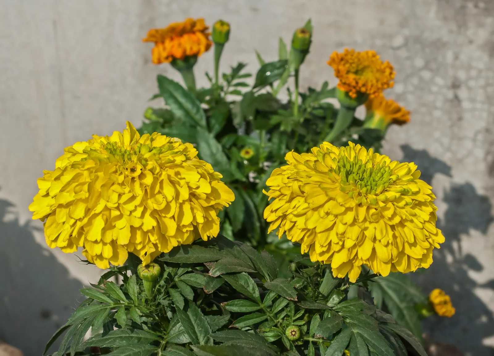 American Marigold (Tagetes Erecta) — The American Marigold, also known as Tagetes erecta, is a vibrant and robust annual that thrives in U.S; flourishing in