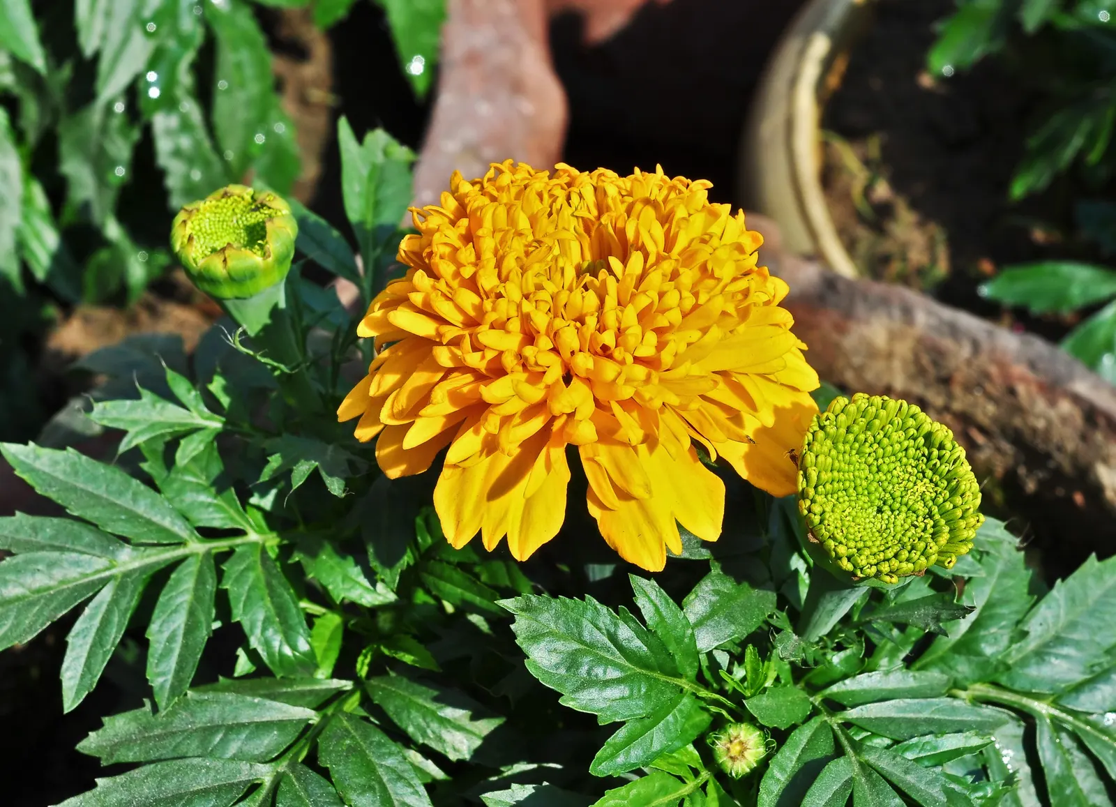 American Marigold (Tagetes Erecta) — This annual can reach 1-3 feet in height and up to 2 feet in width; typically from late spring until, image 128