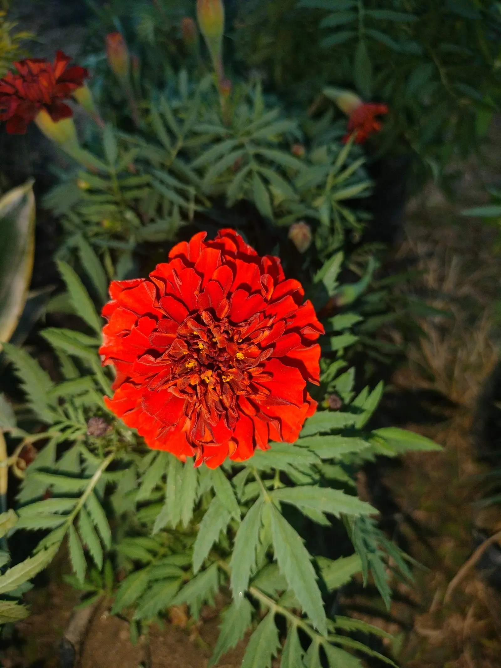 American Marigold (Tagetes Erecta) — although this may reduce their flowering prowess; in mass plantings for visual impact, image 141