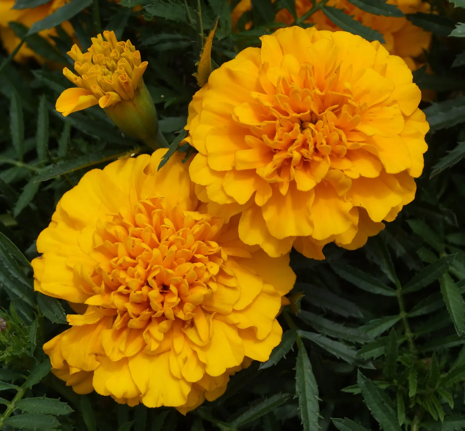 American Marigold (Tagetes Erecta) — although this may reduce their flowering prowess