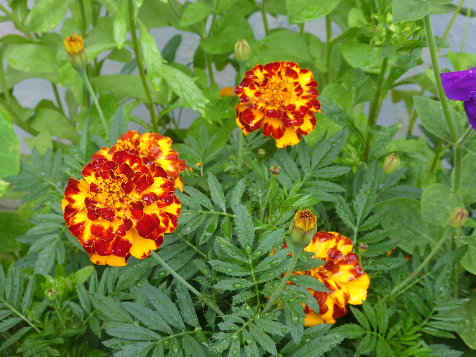 American Marigold (Tagetes Erecta) — They can be utilized as border plants; supporting pest control and delivering continual blooms which are, image 115