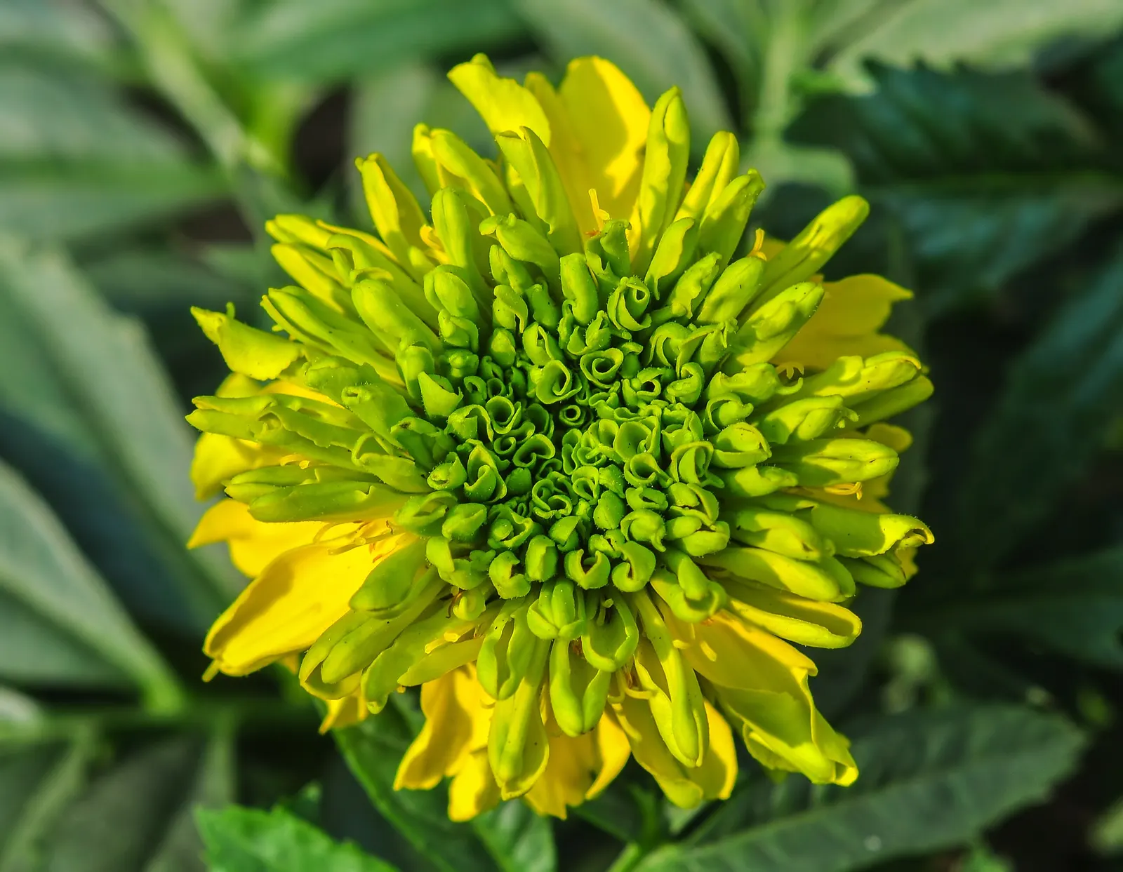 American Marigold (Tagetes Erecta) — while also repelling garden pests with its distinctive scent; yellow flowers in the garden
