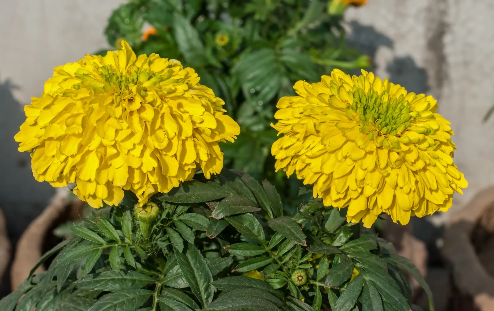 American Marigold (Tagetes Erecta) — They can be utilized as border plants